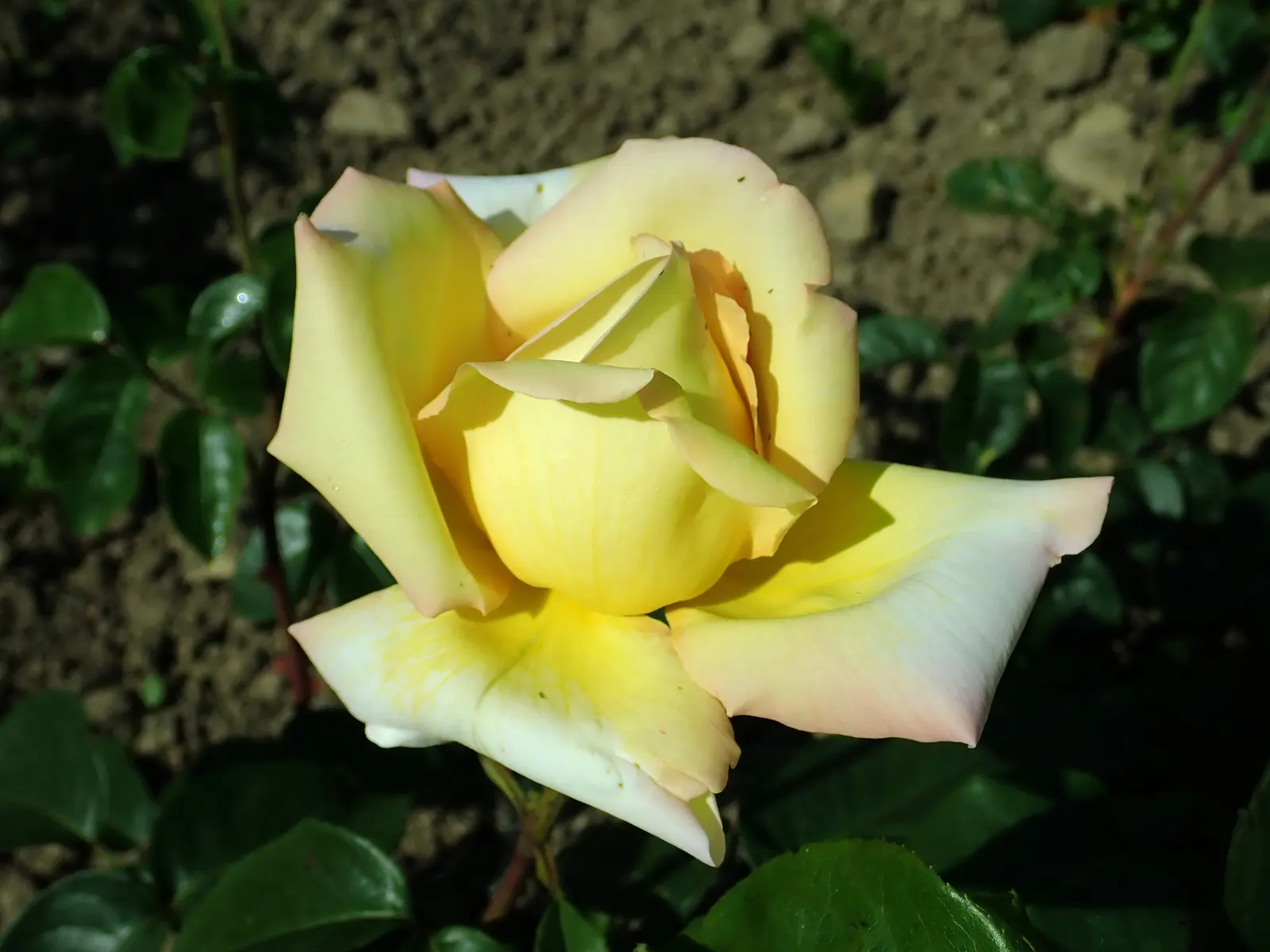 Peace Hybrid Tea Rose (Rosa 'Peace') — preferring full sun and well-drained soil; this rose thrives in USDA hardiness zones 5-9, image 61
