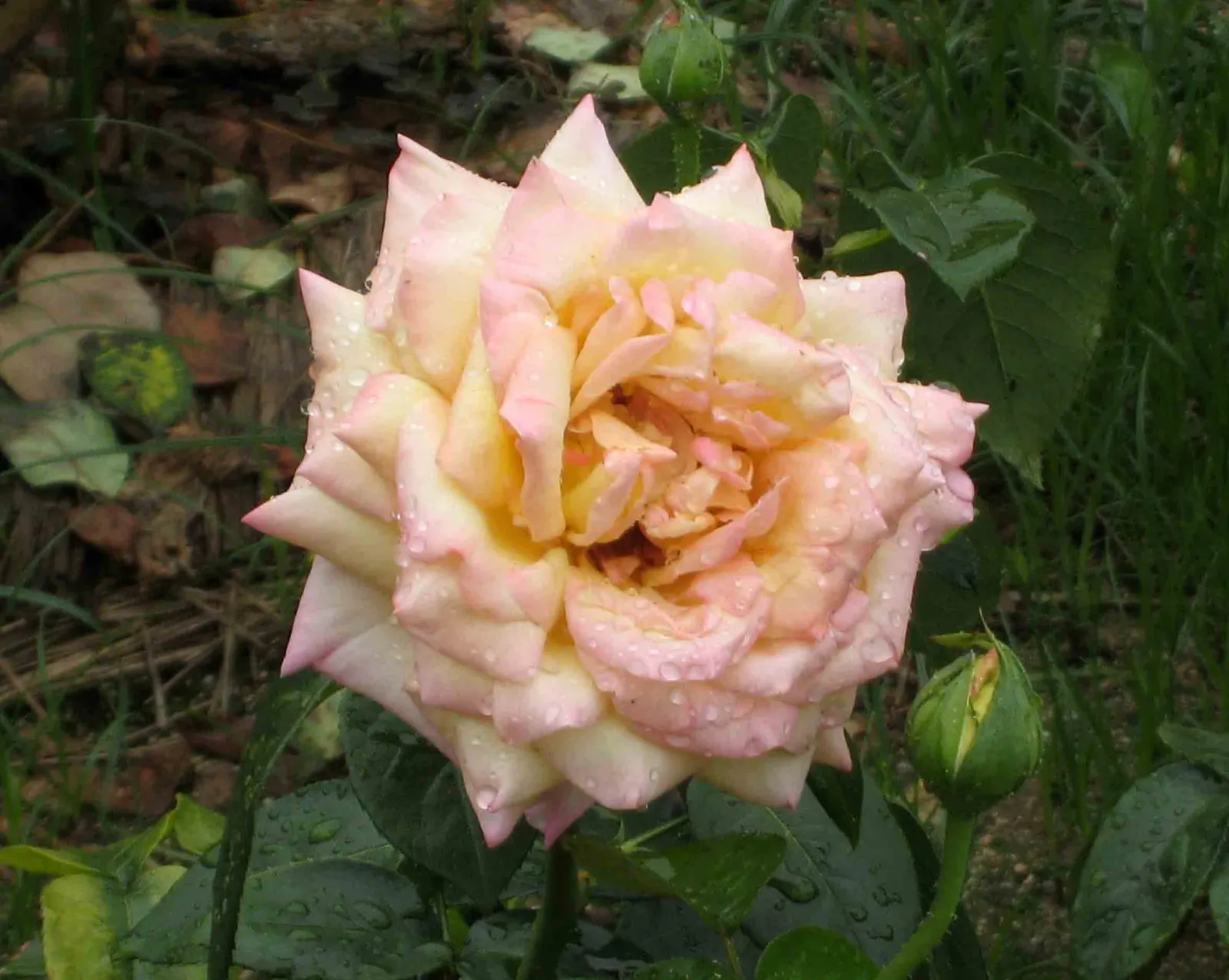 Peace Hybrid Tea Rose (Rosa 'Peace') — is a cherished staple in any landscape design where elegance and beauty are sought after