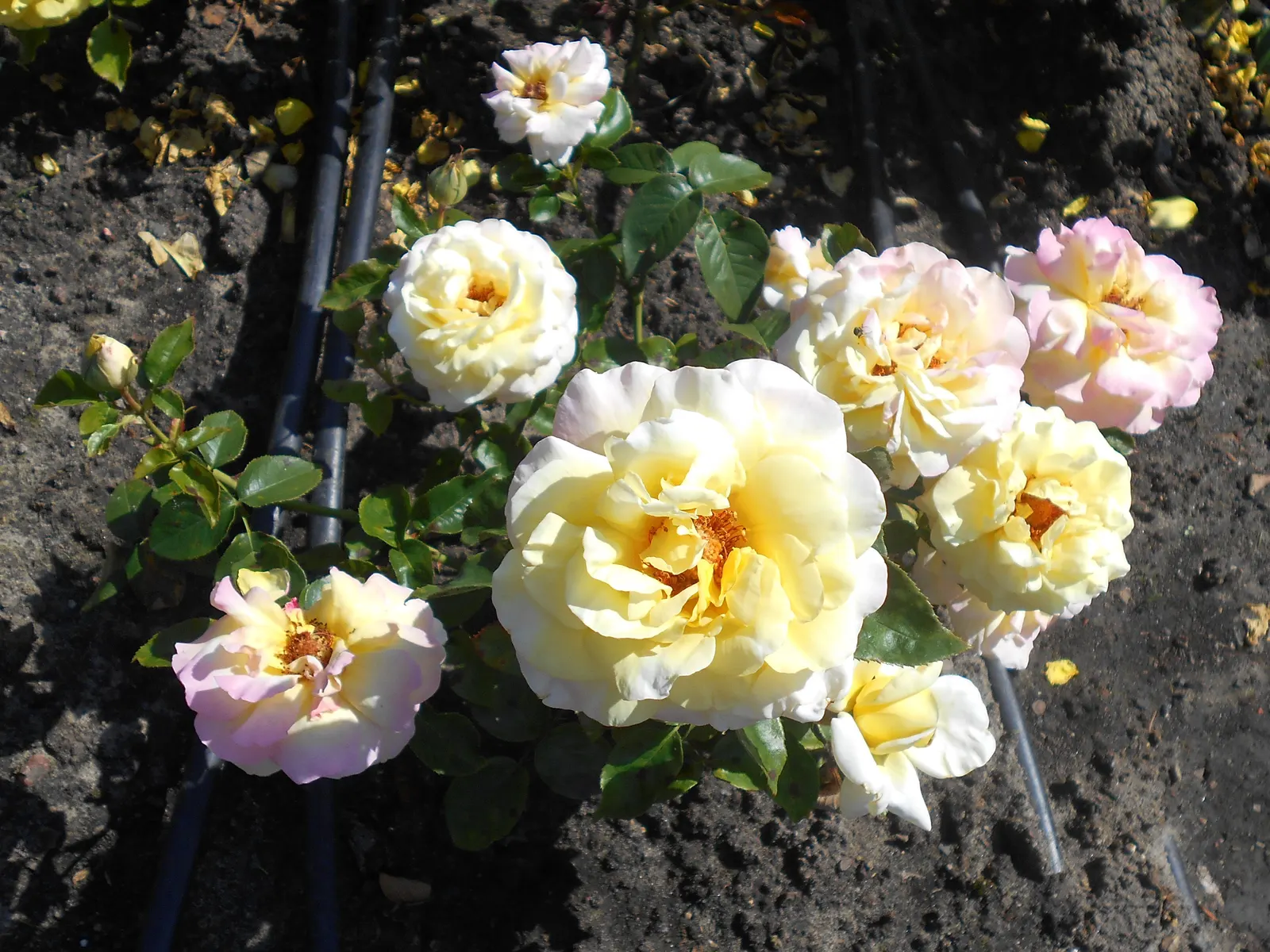 Peace Hybrid Tea Rose (Rosa 'Peace') — which are known not just for their visual splendor but also for their subtle; this rose thrives in USDA hardiness zones