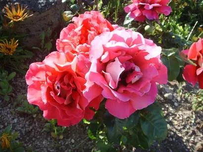 Peace Hybrid Tea Rose (Rosa 'Peace') — Ample spacing between plants is critical to enhance air circulation