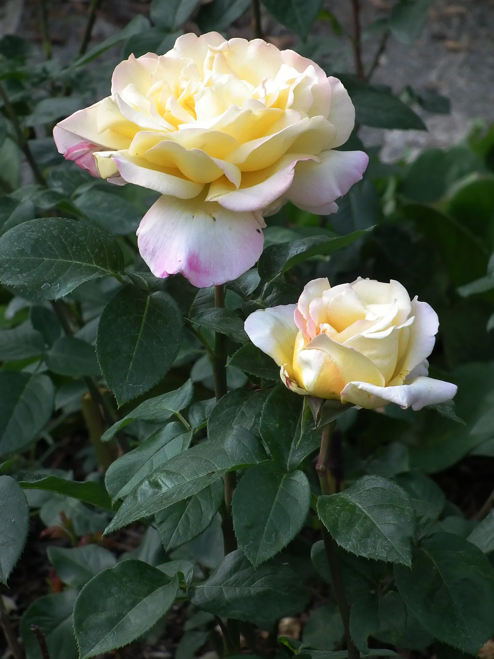 Peace Hybrid Tea Rose (Rosa 'Peace') — this rose thrives in USDA hardiness zones 5-9; while also providing a historical nod to its symbolic, image 60