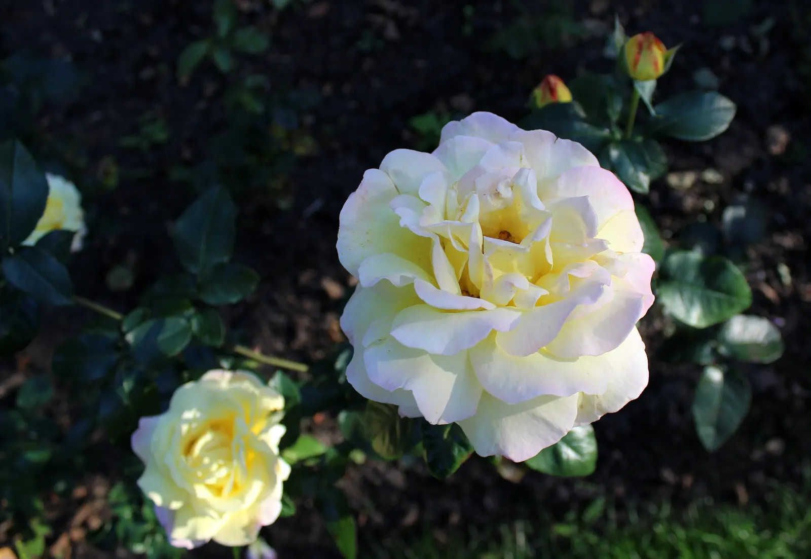 Peace Hybrid Tea Rose (Rosa 'Peace') — which gracefully transitions to soft pink edges.<br><br>Resilient and vigorous; this rose thrives in USDA hardiness