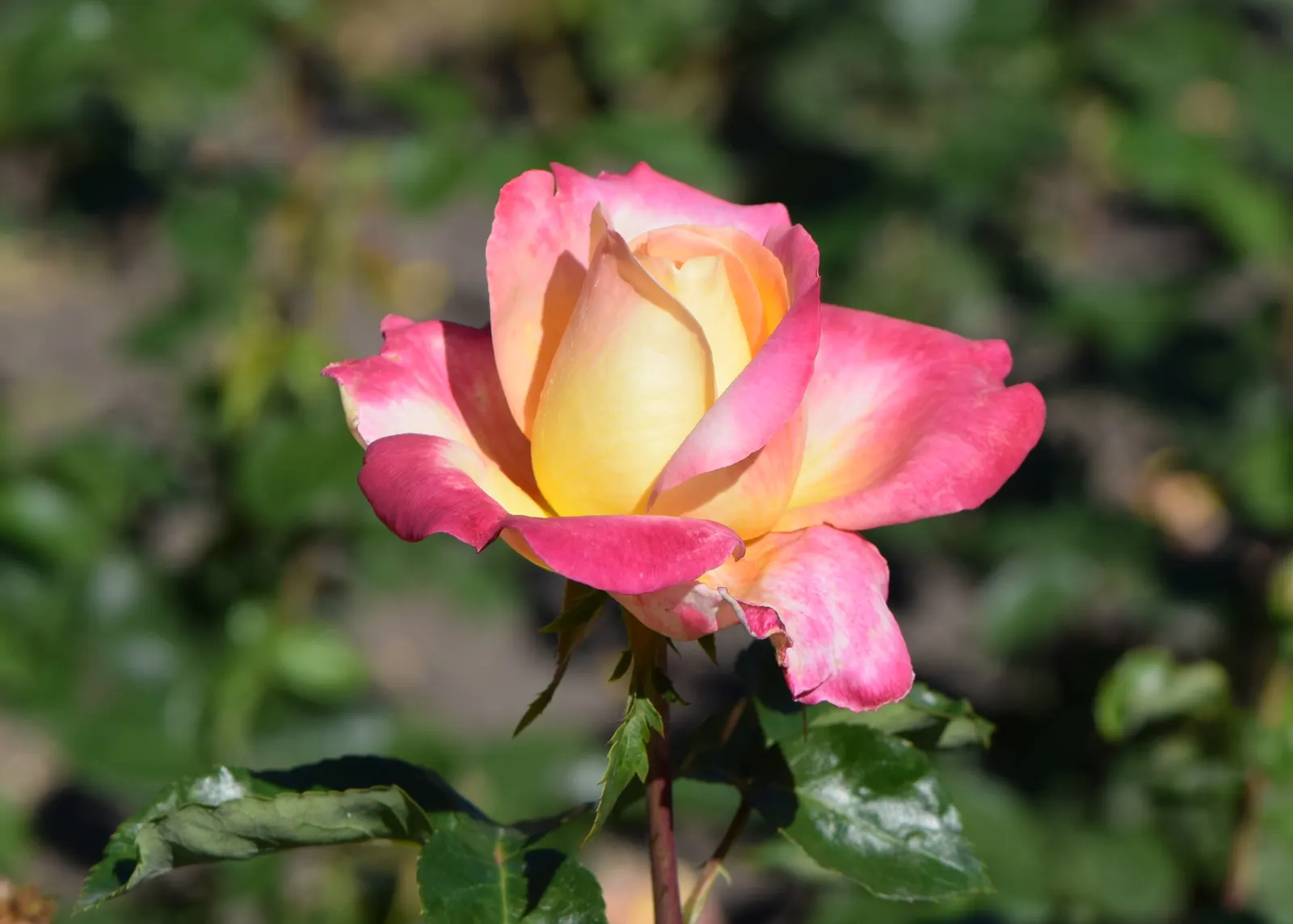 Peace Hybrid Tea Rose (Rosa 'Peace') — shrub for full; while also providing a historical nod to its symbolic representation of hope and renewal, image 84