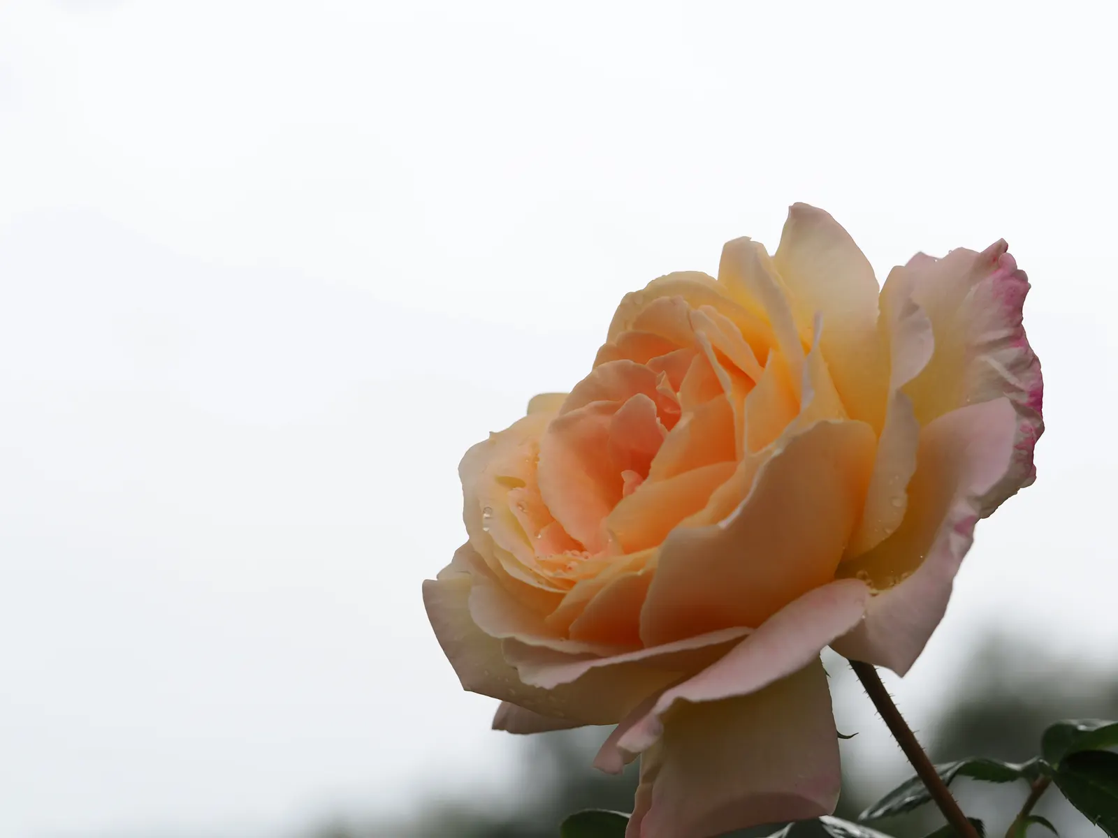 Peace Hybrid Tea Rose (Rosa 'Peace') — this rose prefers full sun exposure; sweet fragrance.<br><br>Ideal for USDA hardiness zones 5 through 9
