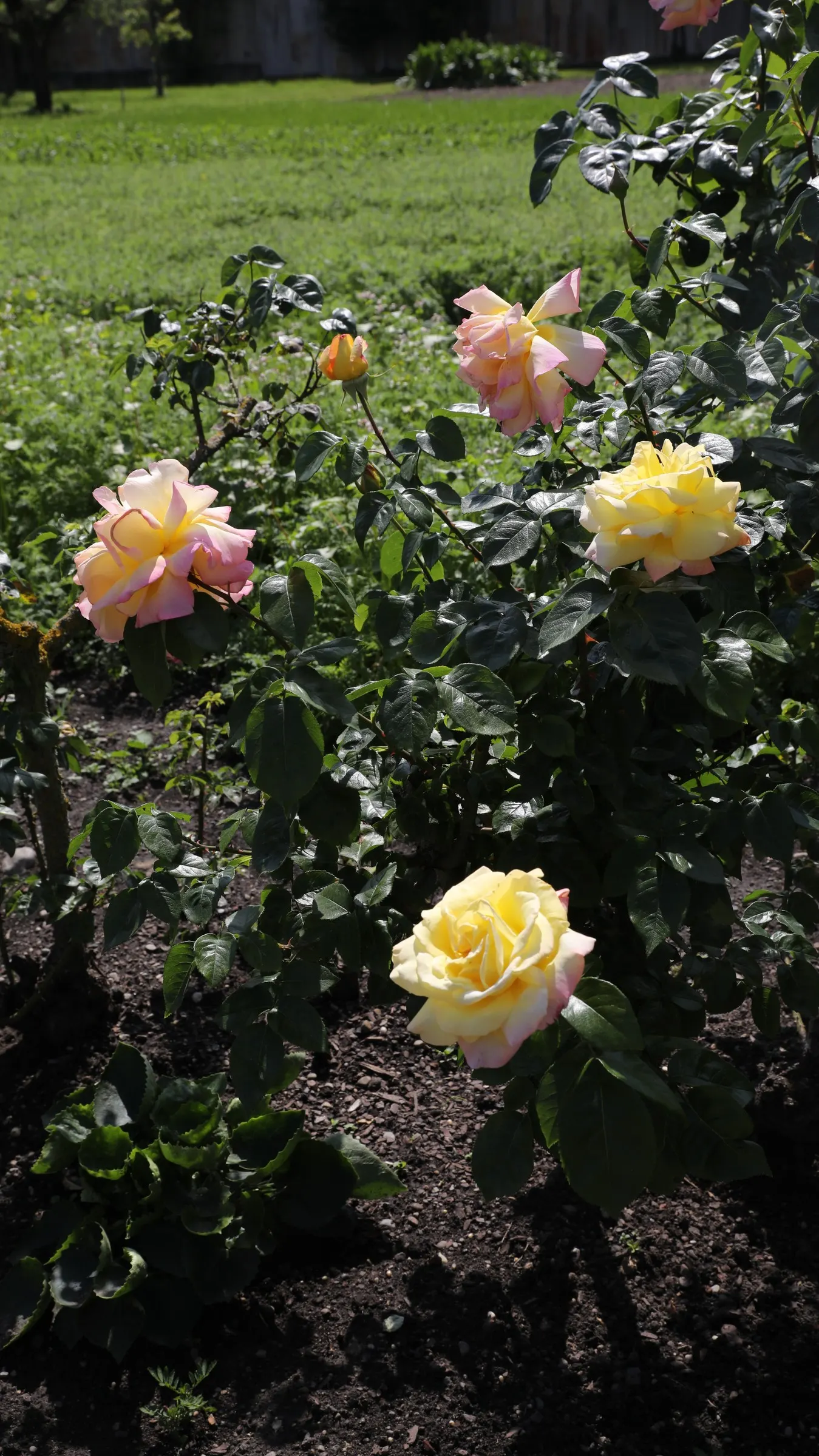 Peace Hybrid Tea Rose (Rosa 'Peace') — preferring full sun and well-drained soil