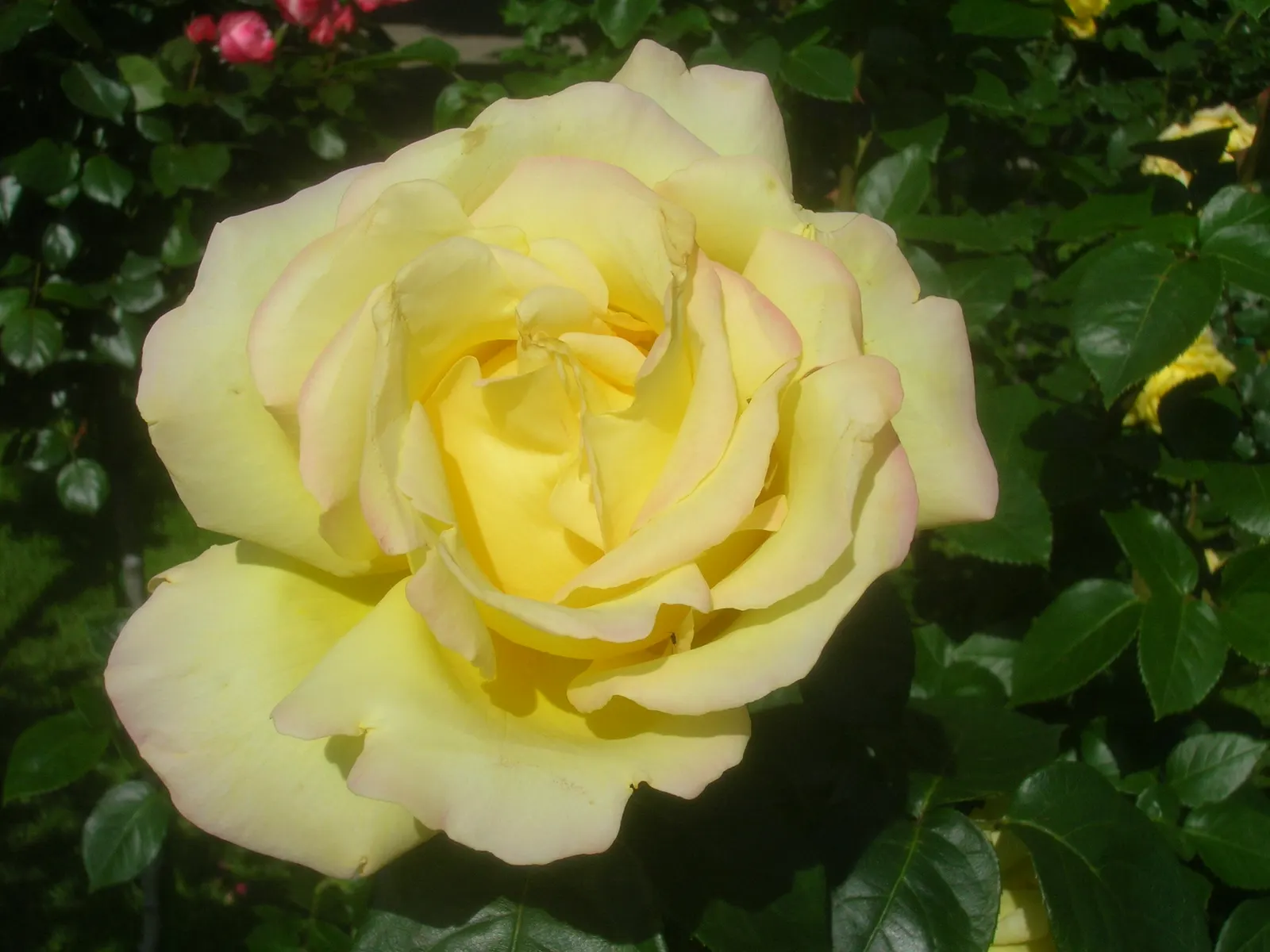 Peace Hybrid Tea Rose (Rosa 'Peace') — sweet fragrance.<br><br>Ideal for USDA hardiness zones 5 through 9