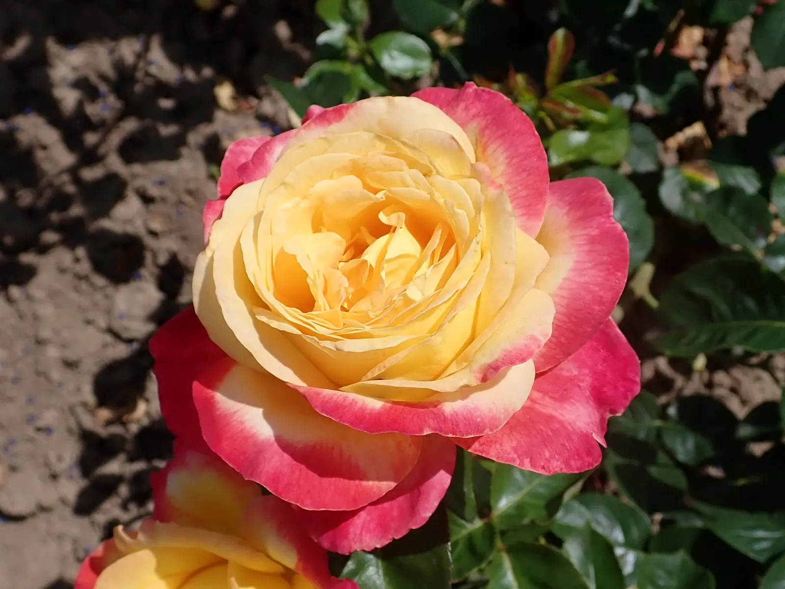 Peace Hybrid Tea Rose (Rosa 'Peace') — it promises to captivate onlookers from spring until the first frost; sweet fragrance.<br><br>Ideal for USDA, image 111