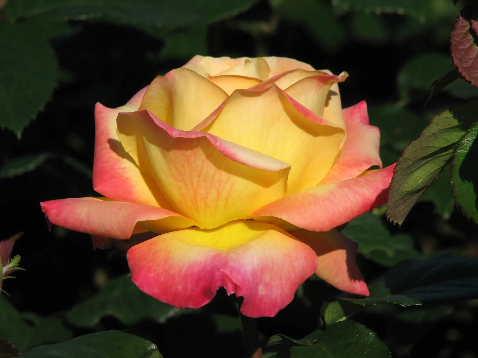 Peace Hybrid Tea Rose (Rosa 'Peace') — this rose prefers full sun exposure; sweet fragrance.<br><br>Ideal for USDA hardiness zones 5 through 9, image 103