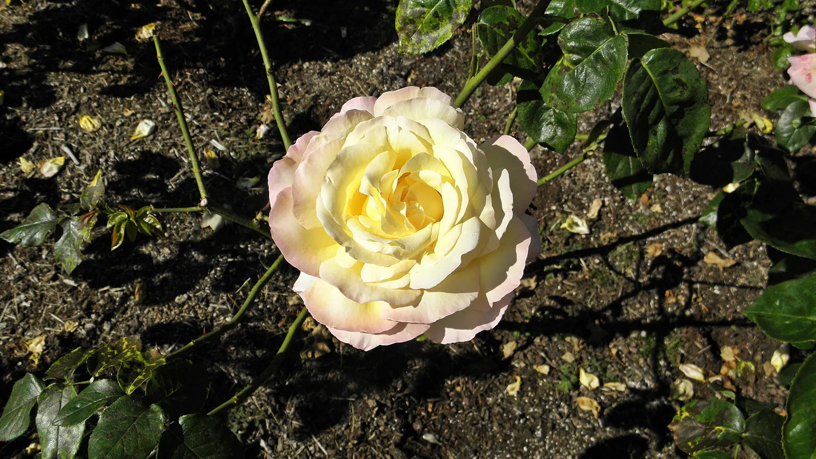 Peace Hybrid Tea Rose (Rosa 'Peace') — softly ruffled blooms having creamy yellow petals edged in pink