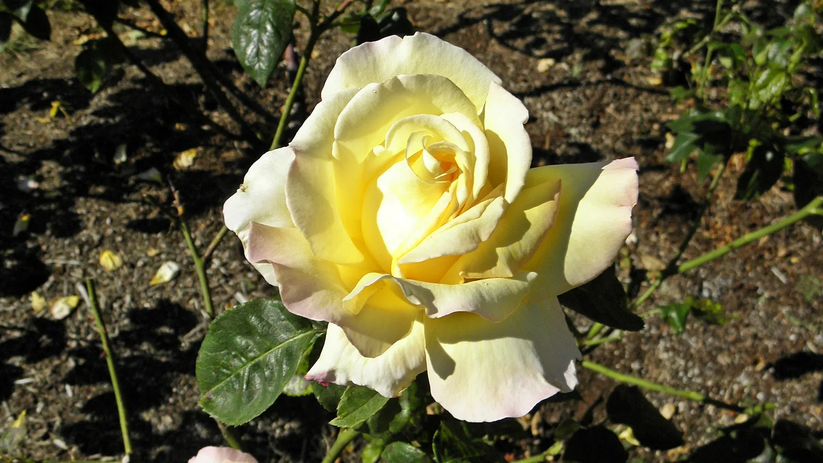 Peace Hybrid Tea Rose (Rosa 'Peace') — is a cherished staple in any landscape design where elegance and beauty are sought after; while also, image 92