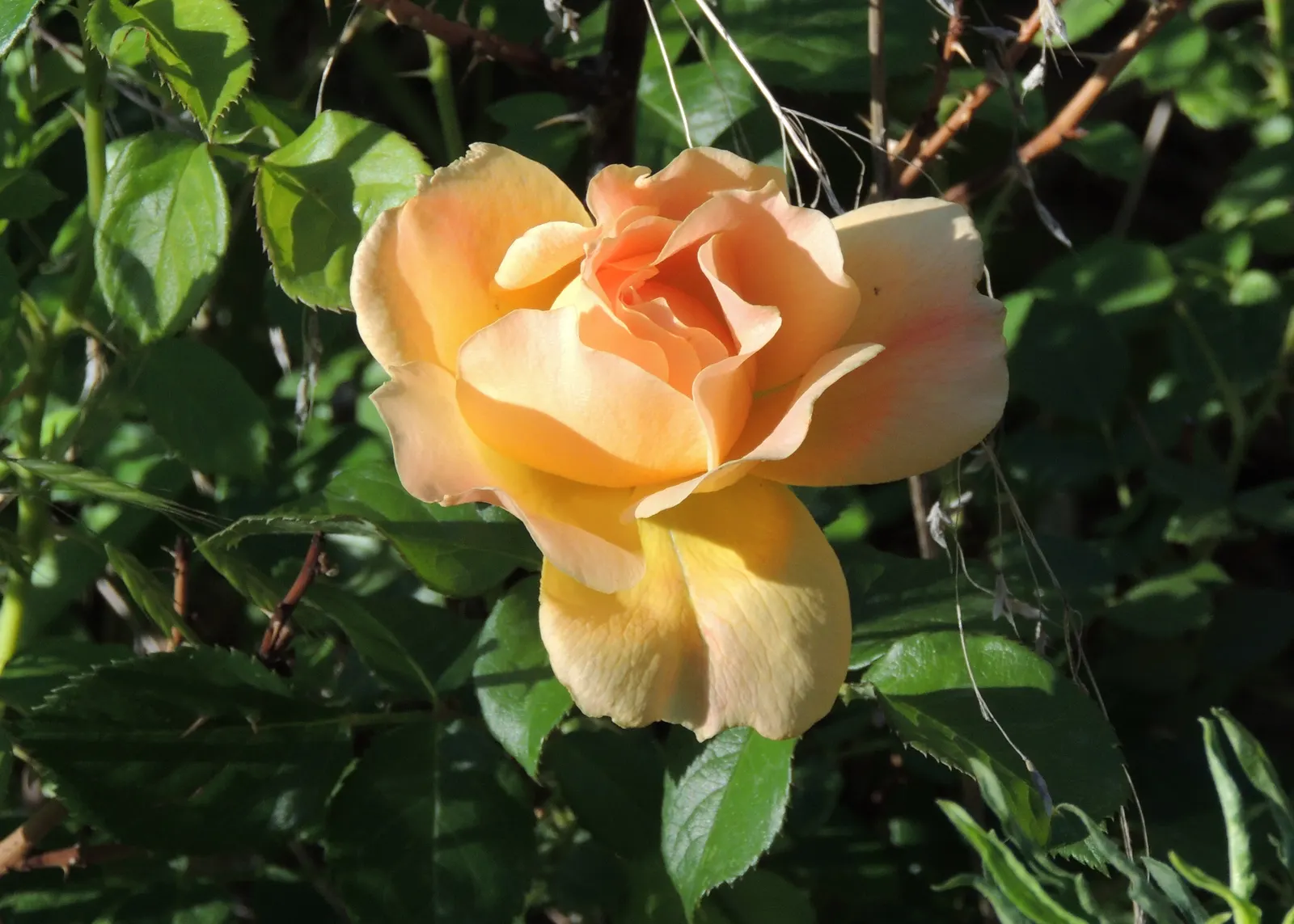 Peace Hybrid Tea Rose (Rosa 'Peace') — Ample spacing between plants is critical to enhance air circulation; opulent blooms that can span up to 6, image 78