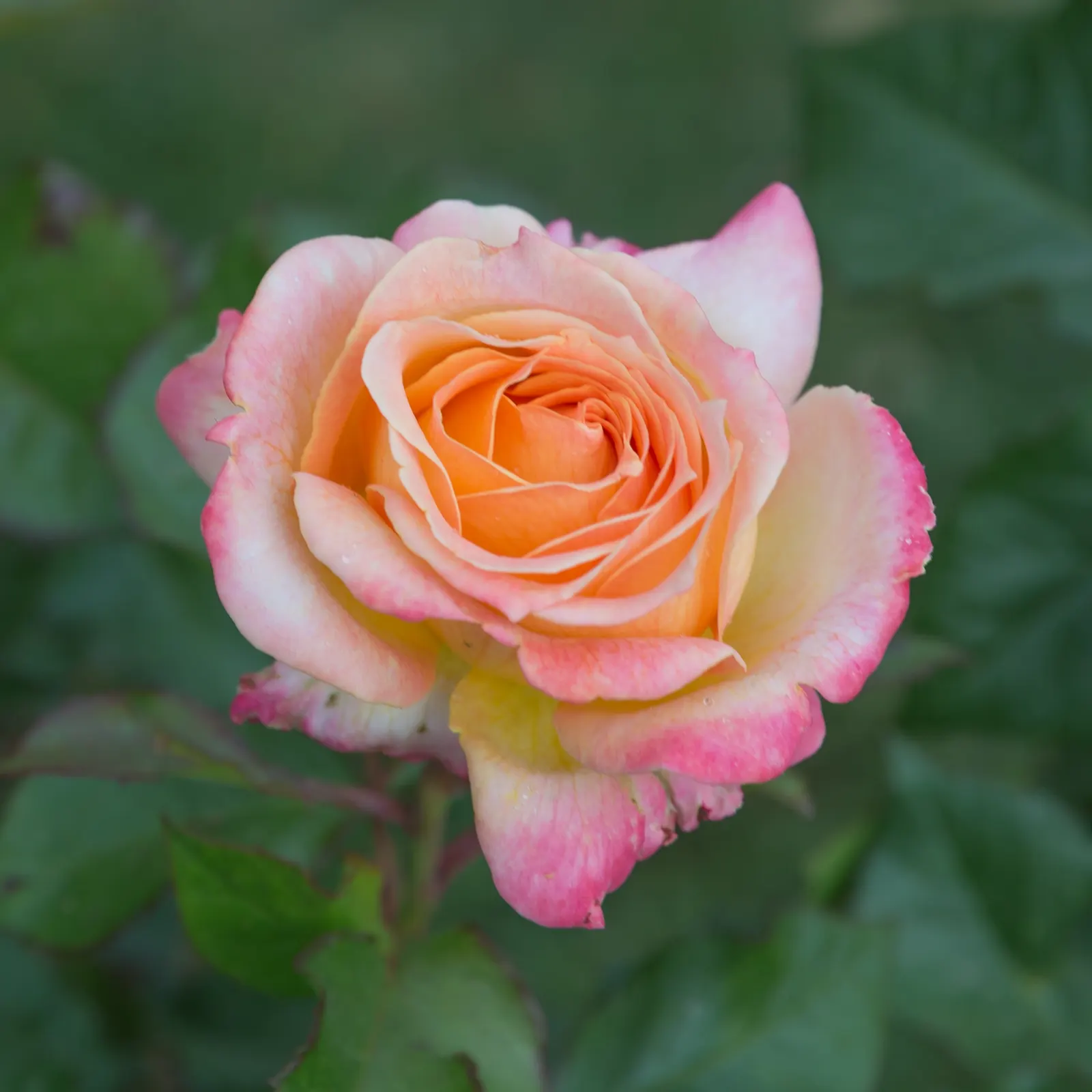 Peace Hybrid Tea Rose (Rosa 'Peace') — this rose prefers full sun exposure