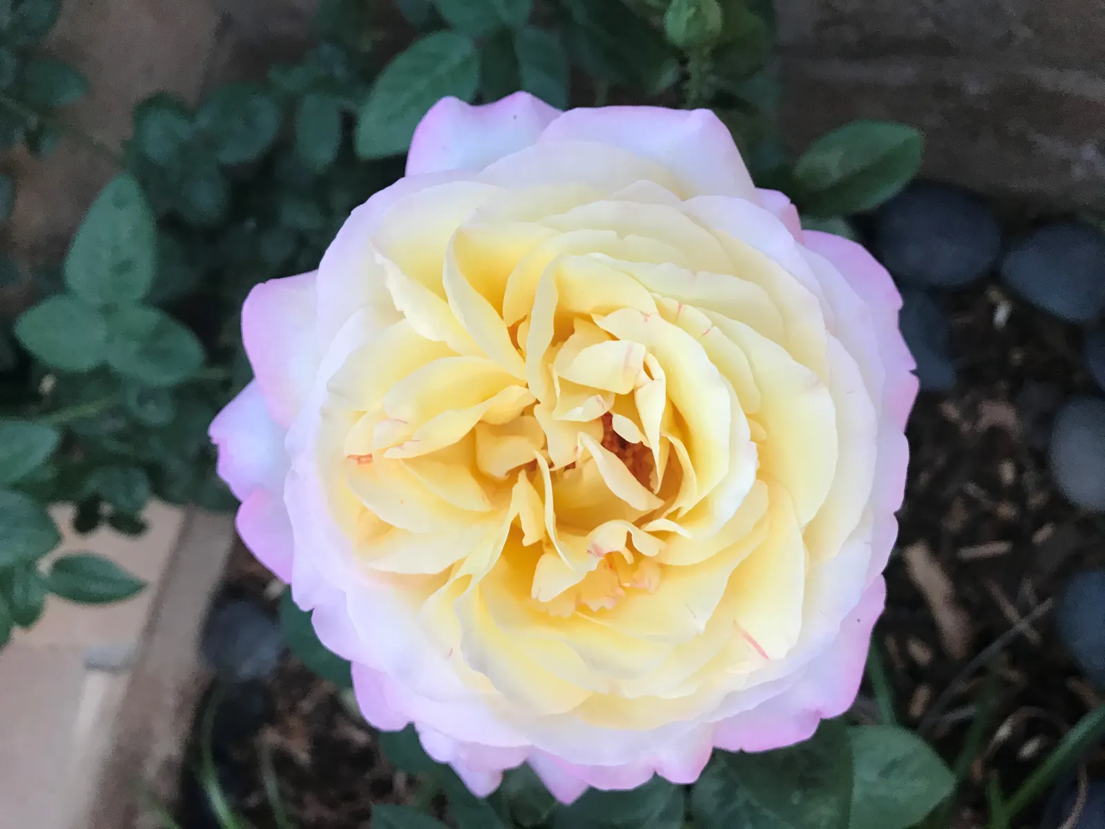 Peace Hybrid Tea Rose (Rosa 'Peace') — This prestigious rose cultivar; this rose thrives in USDA hardiness zones 5-9, image 65