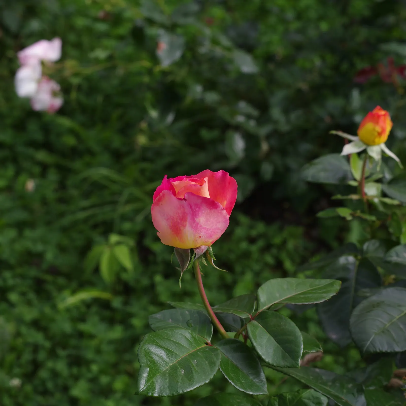 Peace Hybrid Tea Rose (Rosa 'Peace') — Each flower uniquely exhibits a delicate blend of creamy yellow at the base; while also providing a historical nod to