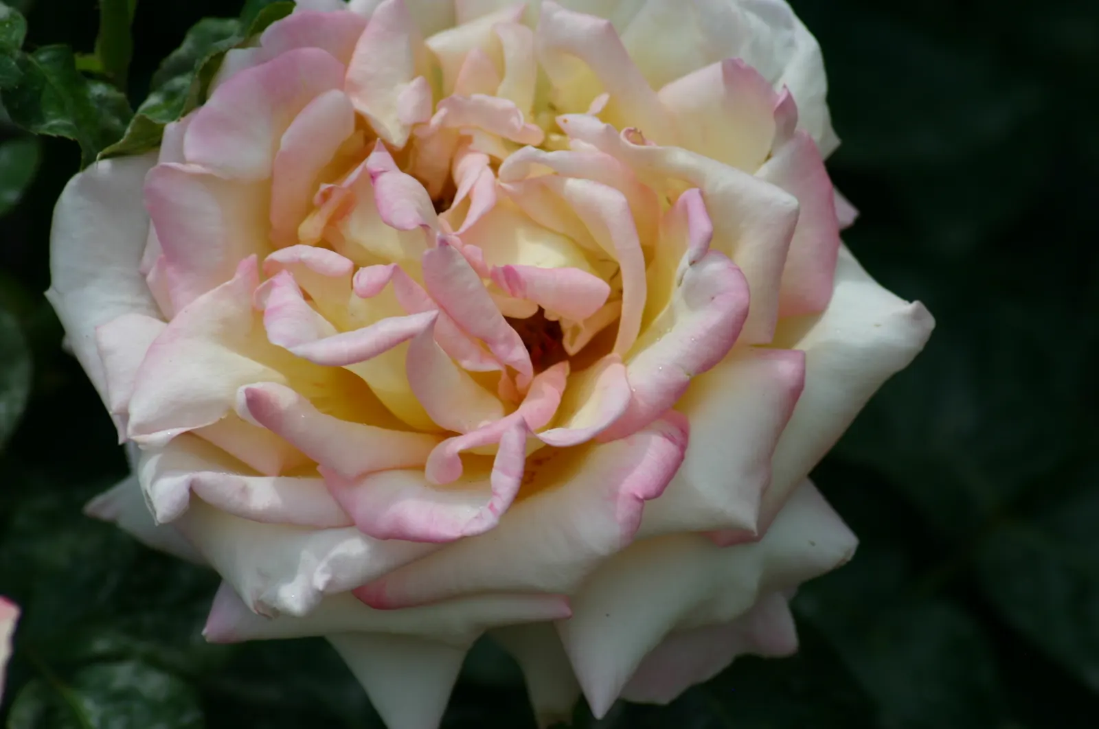 Peace Hybrid Tea Rose (Rosa 'Peace') — presenting a well-rounded and bushy habit; sweet fragrance.<br><br>Ideal for USDA hardiness zones 5 through 9, image 99
