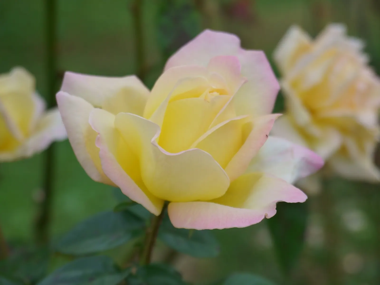 Peace Hybrid Tea Rose (Rosa 'Peace') — which are known not just for their visual splendor but also for their subtle; this rose thrives in USDA, image 101