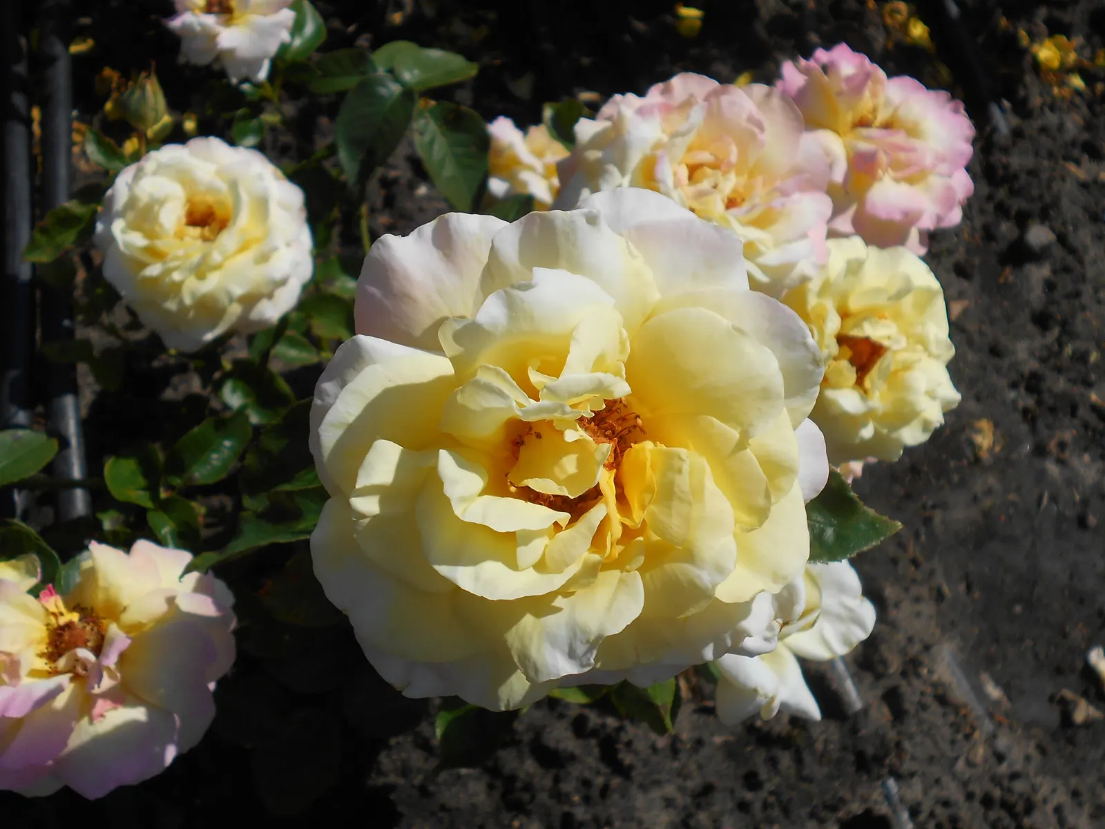 Peace Hybrid Tea Rose (Rosa 'Peace') — which are known not just for their visual splendor but also for their subtle; this rose thrives in USDA, image 73