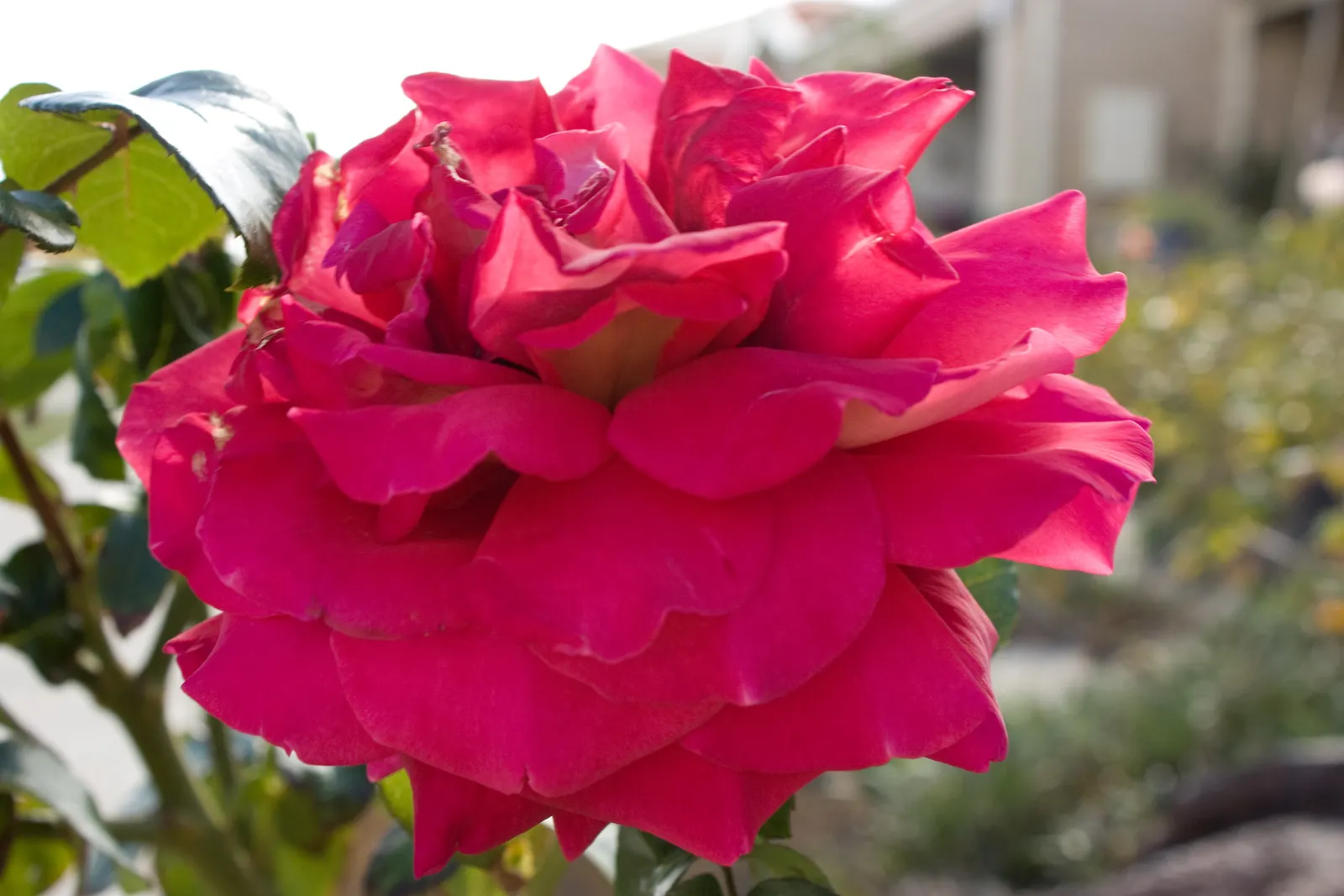 Peace Hybrid Tea Rose (Rosa 'Peace') — this rose thrives in USDA hardiness zones 5-9; while also providing a historical nod to its symbolic, image 88
