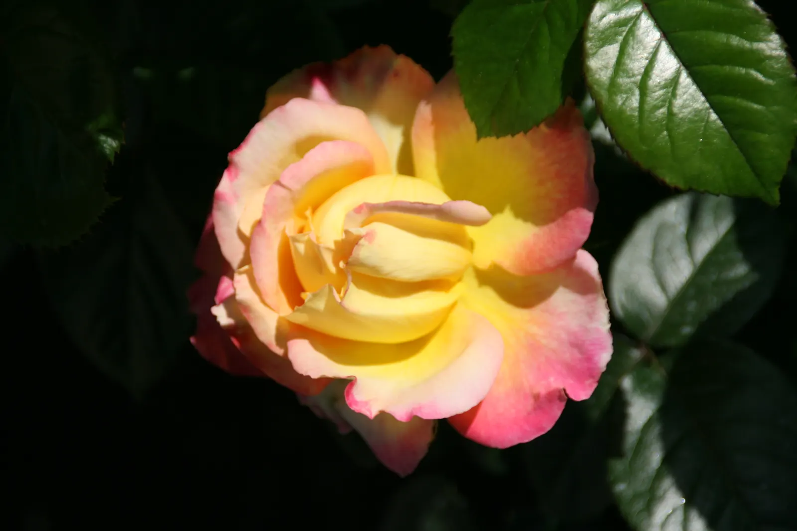 Peace Hybrid Tea Rose (Rosa 'Peace') — the Peace Rose reaches an average height of 3 to 4 feet