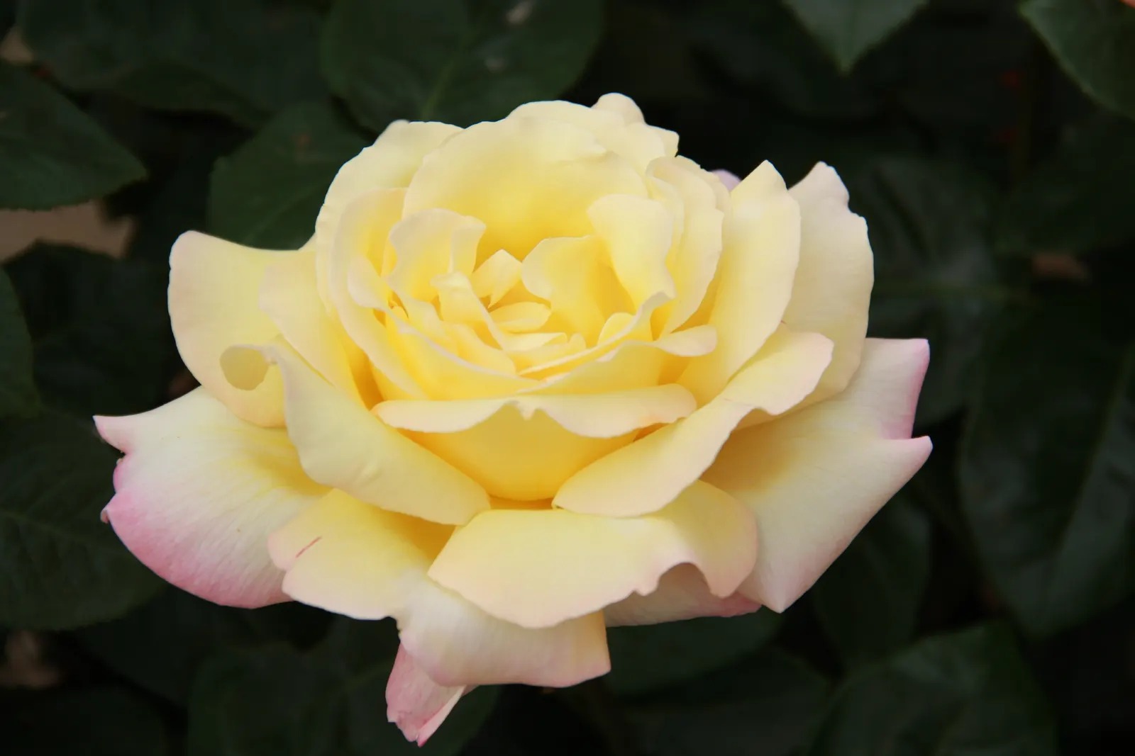 Peace Hybrid Tea Rose (Rosa 'Peace') — which originated from France in the late 1930s; opulent blooms that can span up to 6 inches across when fully open