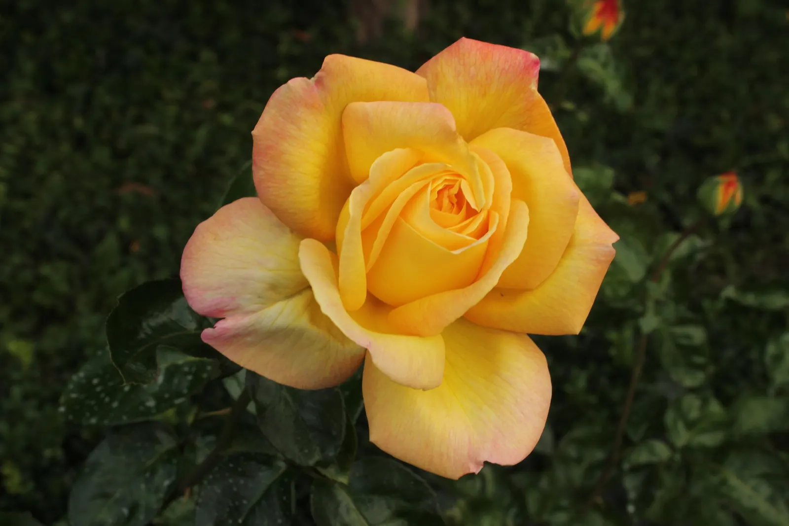 Peace Hybrid Tea Rose (Rosa 'Peace') — Each flower uniquely exhibits a delicate blend of creamy yellow at the base