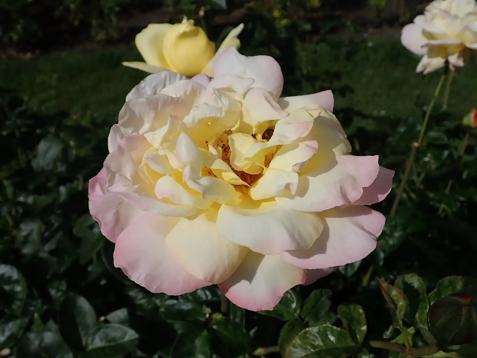 Peace Hybrid Tea Rose (Rosa 'Peace') — it promises to captivate onlookers from spring until the first frost; sweet fragrance.<br><br>Ideal for USDA, image 83