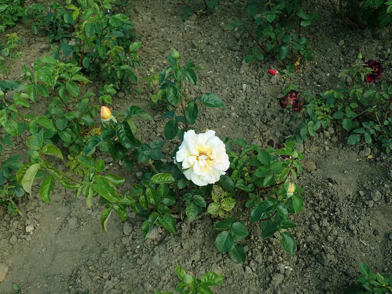 Peace Hybrid Tea Rose (Rosa 'Peace') — amounting to 1 to 2 inches per week; sweet fragrance.<br><br>Ideal for USDA hardiness zones 5 through 9