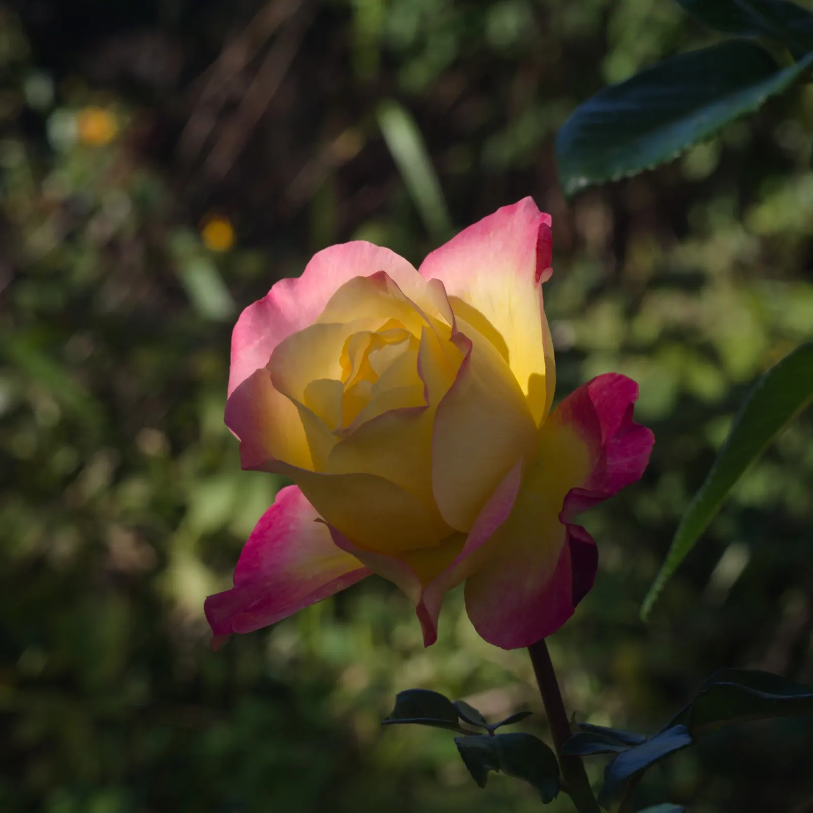 Peace Hybrid Tea Rose (Rosa 'Peace') — while also providing a historical nod to its symbolic representation of hope and renewal post World War II; this rose