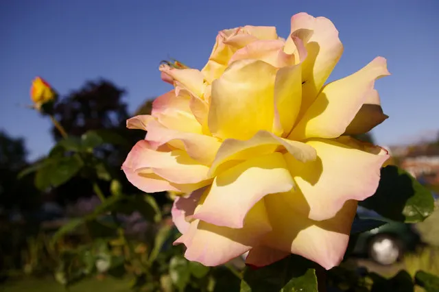 Peace Hybrid Tea Rose (Rosa 'Peace') — it promises to captivate onlookers from spring until the first frost
