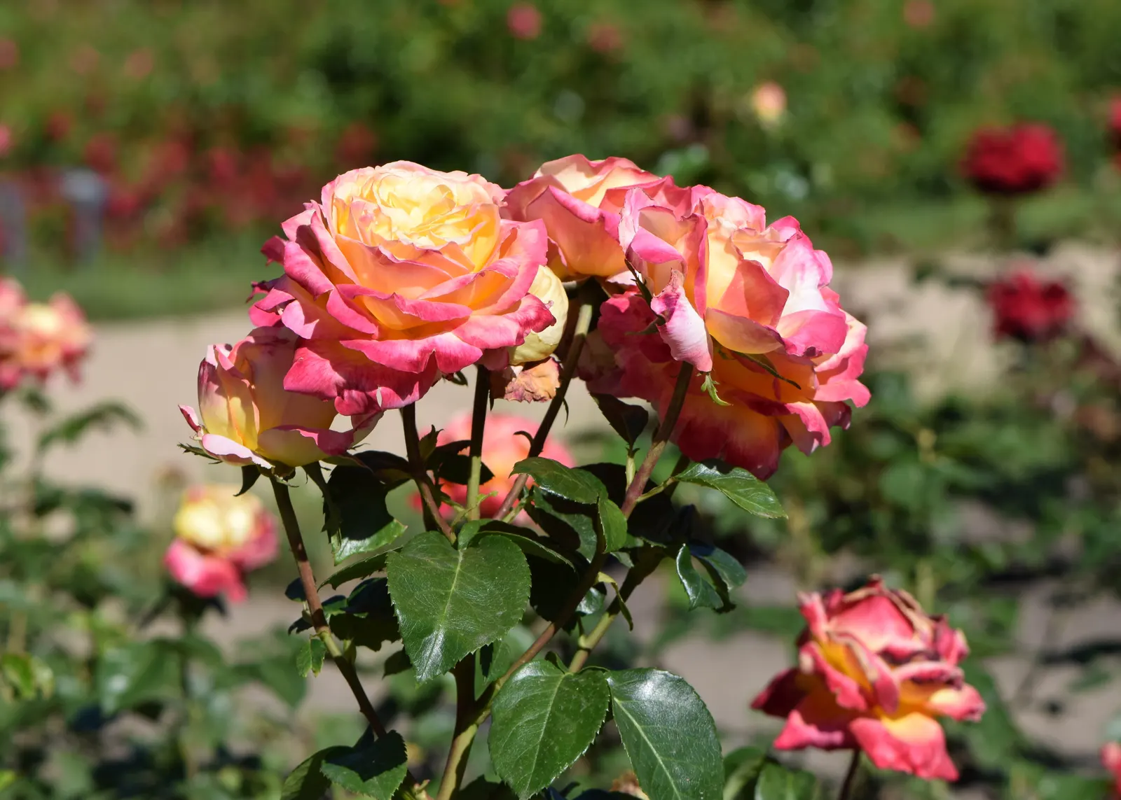 Peace Hybrid Tea Rose (Rosa 'Peace') — shrub for full; while also providing a historical nod to its symbolic representation of hope and renewal, image 112
