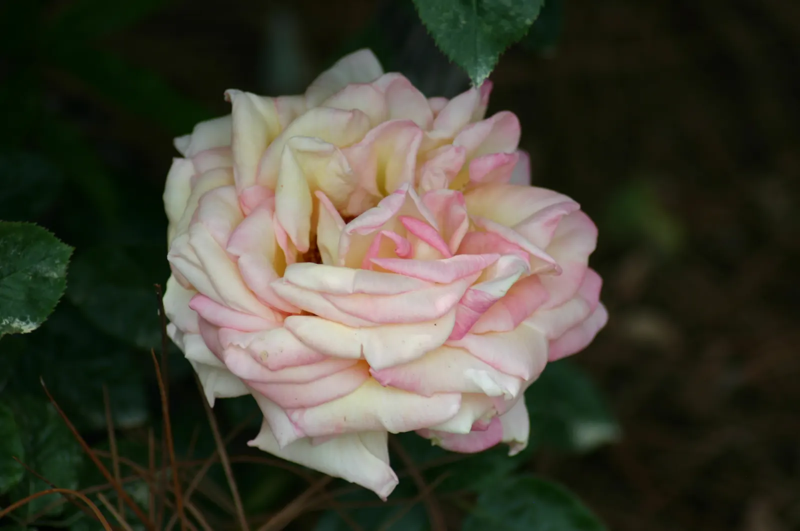 Peace Hybrid Tea Rose (Rosa 'Peace') — opulent blooms that can span up to 6 inches across when fully open; sweet fragrance.<br><br>Ideal for USDA, image 67