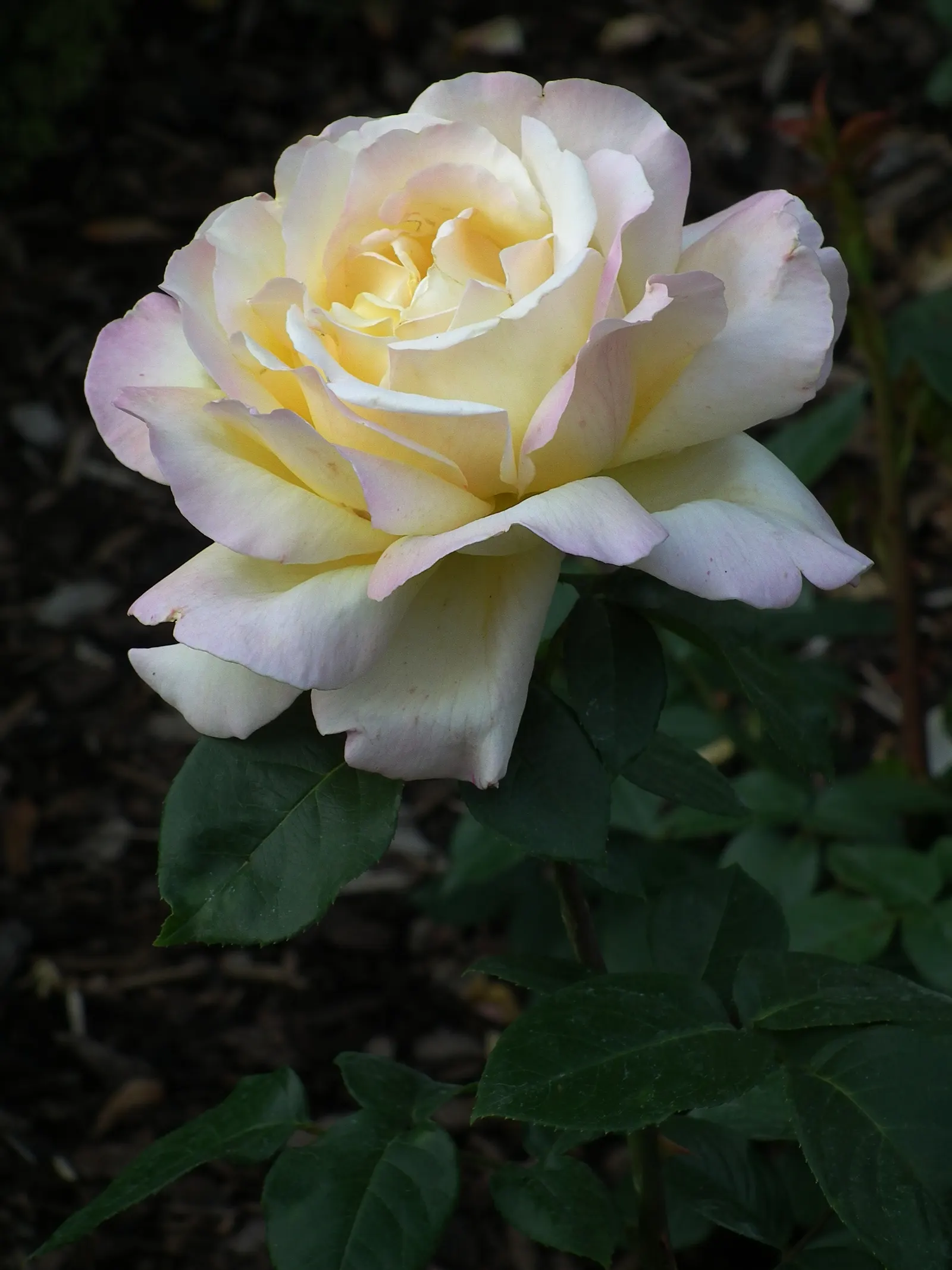 Peace Hybrid Tea Rose (Rosa 'Peace') — It necessitates well-drained loamy soil with a slightly acidic to neutral pH; this rose thrives in USDA hardiness zones