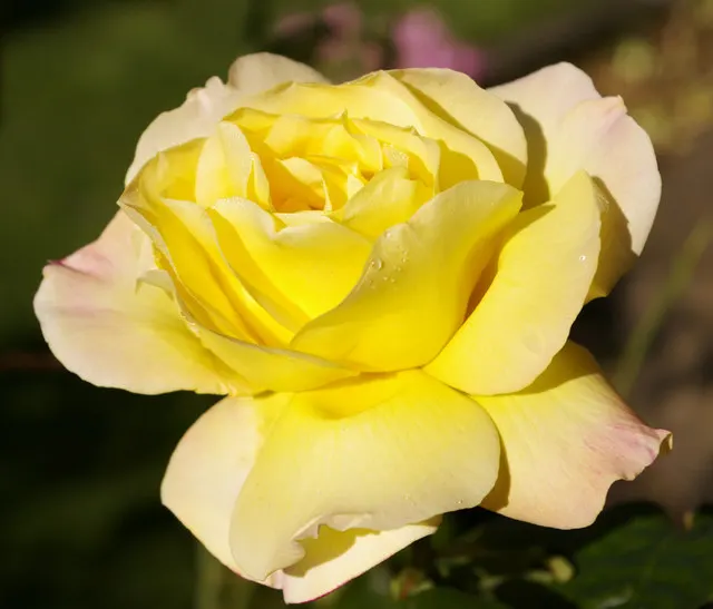 Peace Hybrid Tea Rose (Rosa 'Peace') — Resistant to diseases, it's ideal for borders and as a focal point; opulent blooms that can span up to 6 inches across