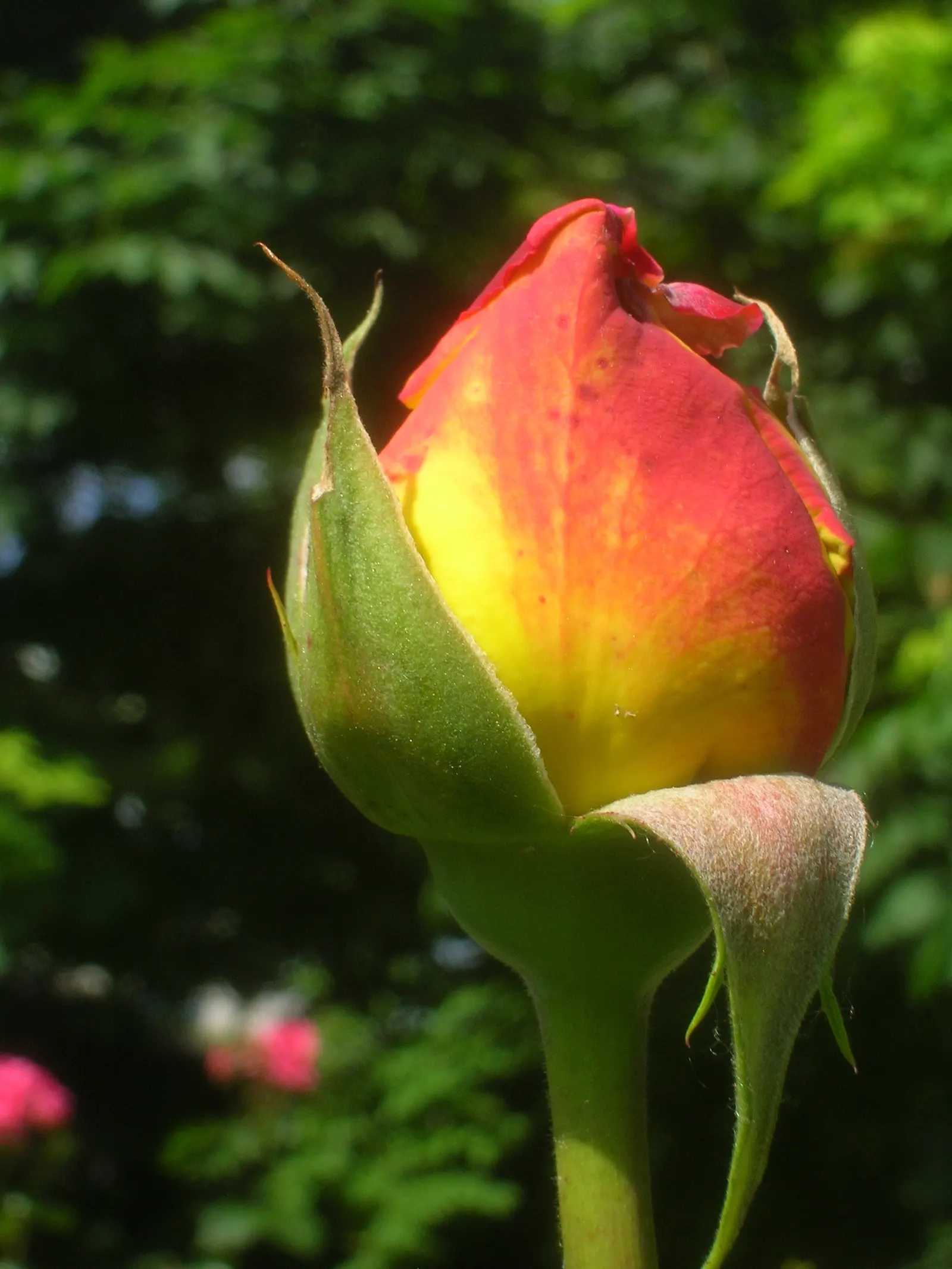 Peace Hybrid Tea Rose (Rosa 'Peace') — softly ruffled blooms having creamy yellow petals edged in pink; this rose thrives in USDA hardiness zones 5-9