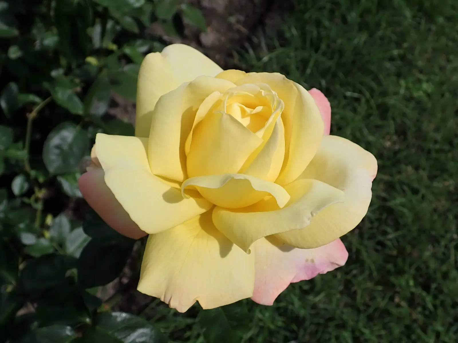 Peace Hybrid Tea Rose (Rosa 'Peace') — Each flower uniquely exhibits a delicate blend of creamy yellow at the base; while also providing a, image 96