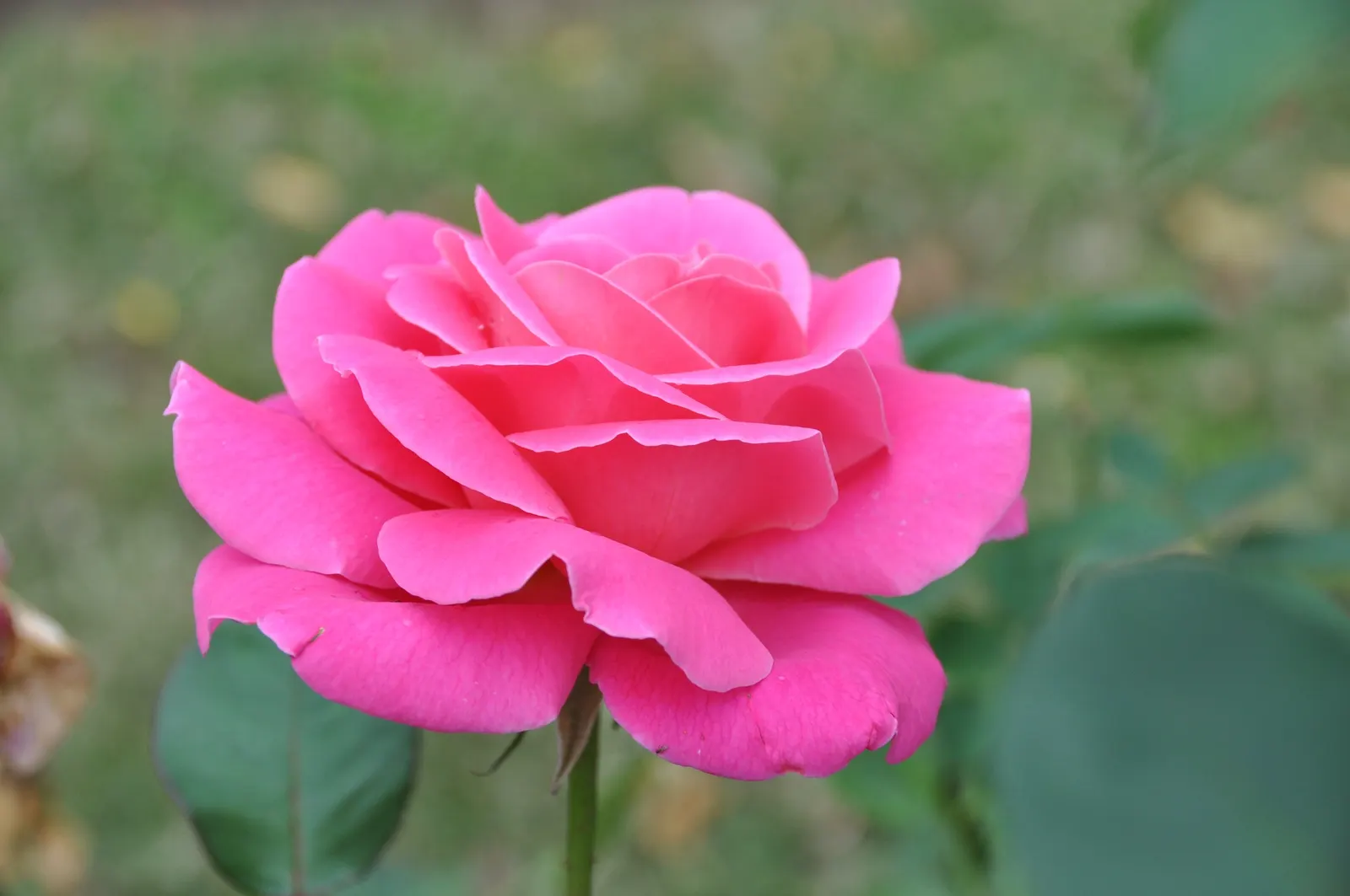 Peace Hybrid Tea Rose (Rosa 'Peace') — the Peace Rose reaches an average height of 3 to 4 feet; opulent blooms that can span up to 6 inches across, image 98