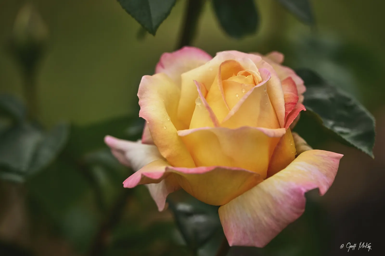 Peace Hybrid Tea Rose (Rosa 'Peace') — As a focal point or part of a mixed border