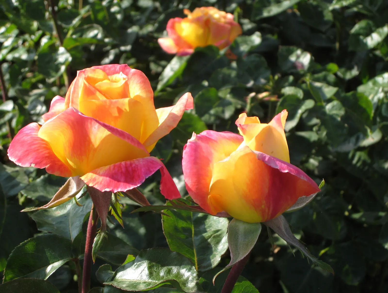 Peace Hybrid Tea Rose (Rosa 'Peace') — It necessitates well-drained loamy soil with a slightly acidic to neutral pH; this rose thrives in USDA, image 77
