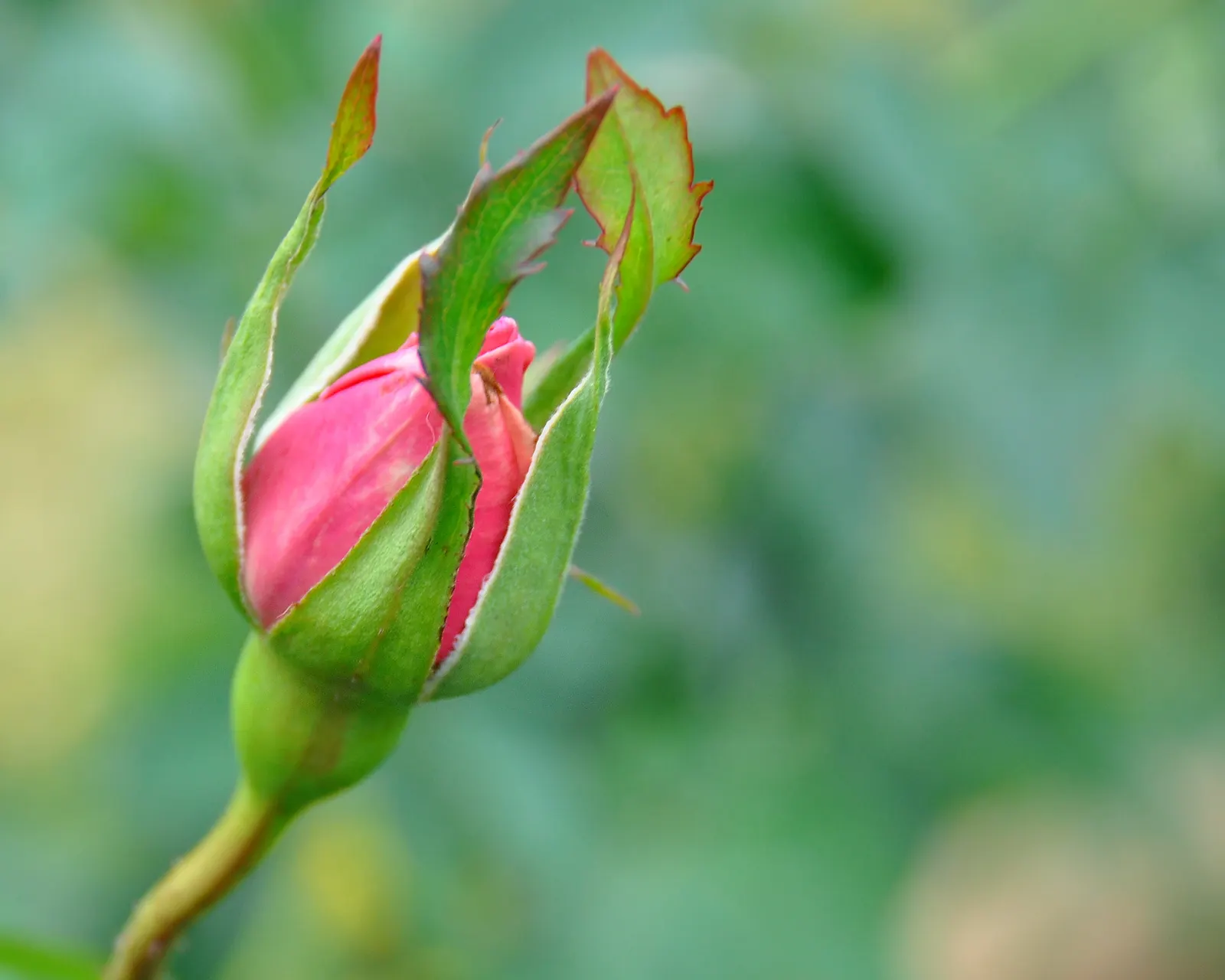 Peace Hybrid Tea Rose (Rosa 'Peace') — dark green foliage provides a striking contrast to the blooms