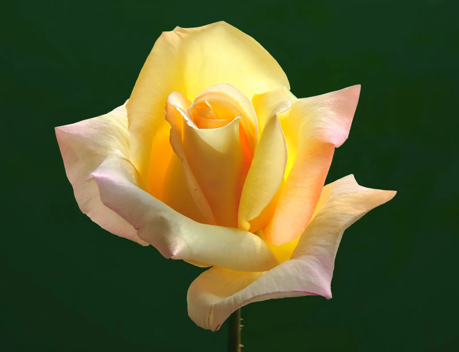 Peace Hybrid Tea Rose (Rosa 'Peace') — fragrant flowers and lush; sweet fragrance.<br><br>Ideal for USDA hardiness zones 5 through 9, image 87
