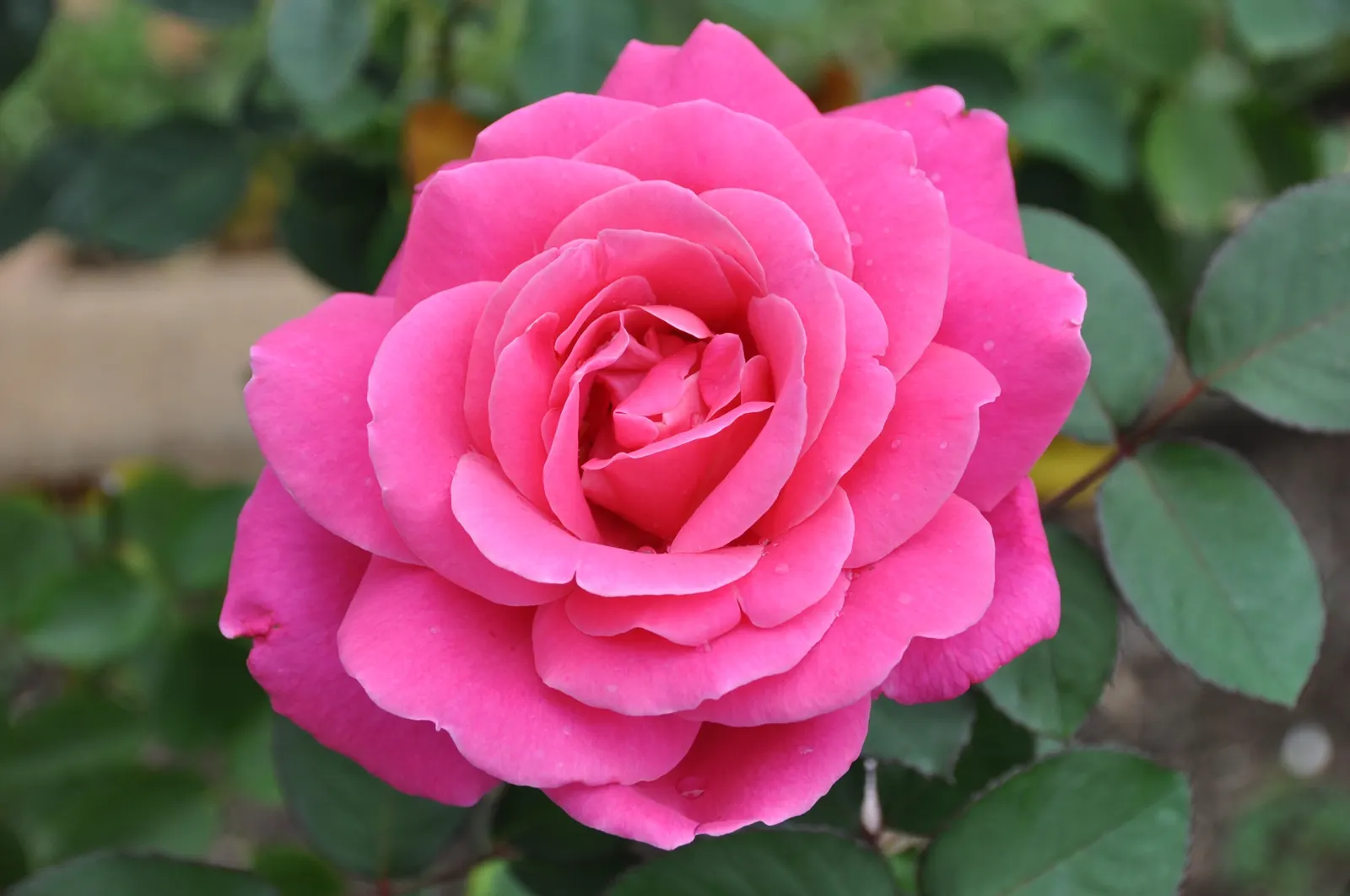 Peace Hybrid Tea Rose (Rosa 'Peace') — which gracefully transitions to soft pink edges.<br><br>Resilient and vigorous; this rose thrives in USDA, image 69