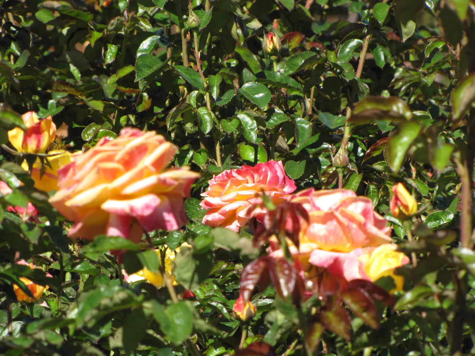 Peace Hybrid Tea Rose (Rosa 'Peace') — sweet fragrance.<br><br>Ideal for USDA hardiness zones 5 through 9; opulent blooms that can span up to 6, image 74
