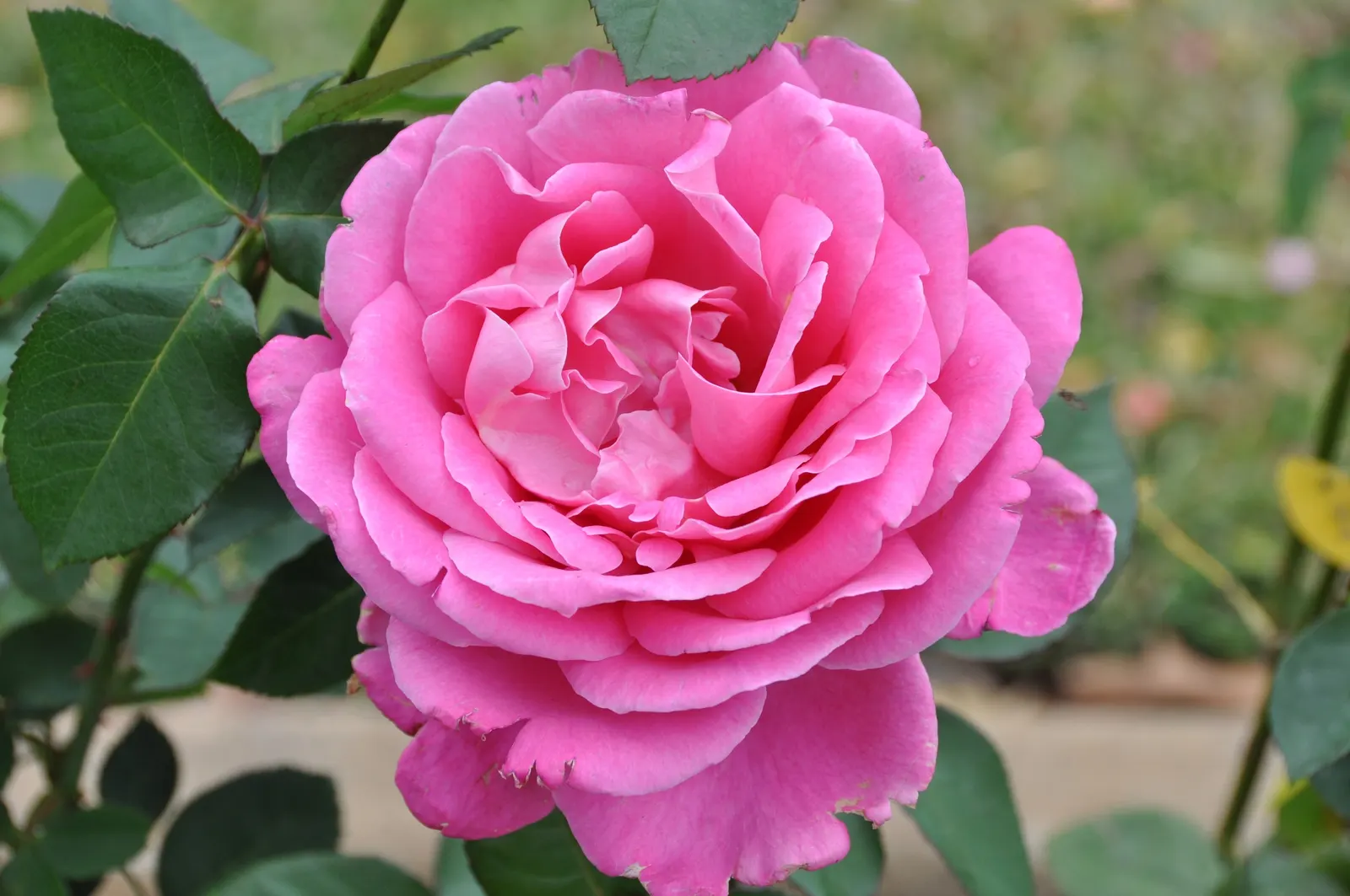 Peace Hybrid Tea Rose (Rosa 'Peace') — amounting to 1 to 2 inches per week