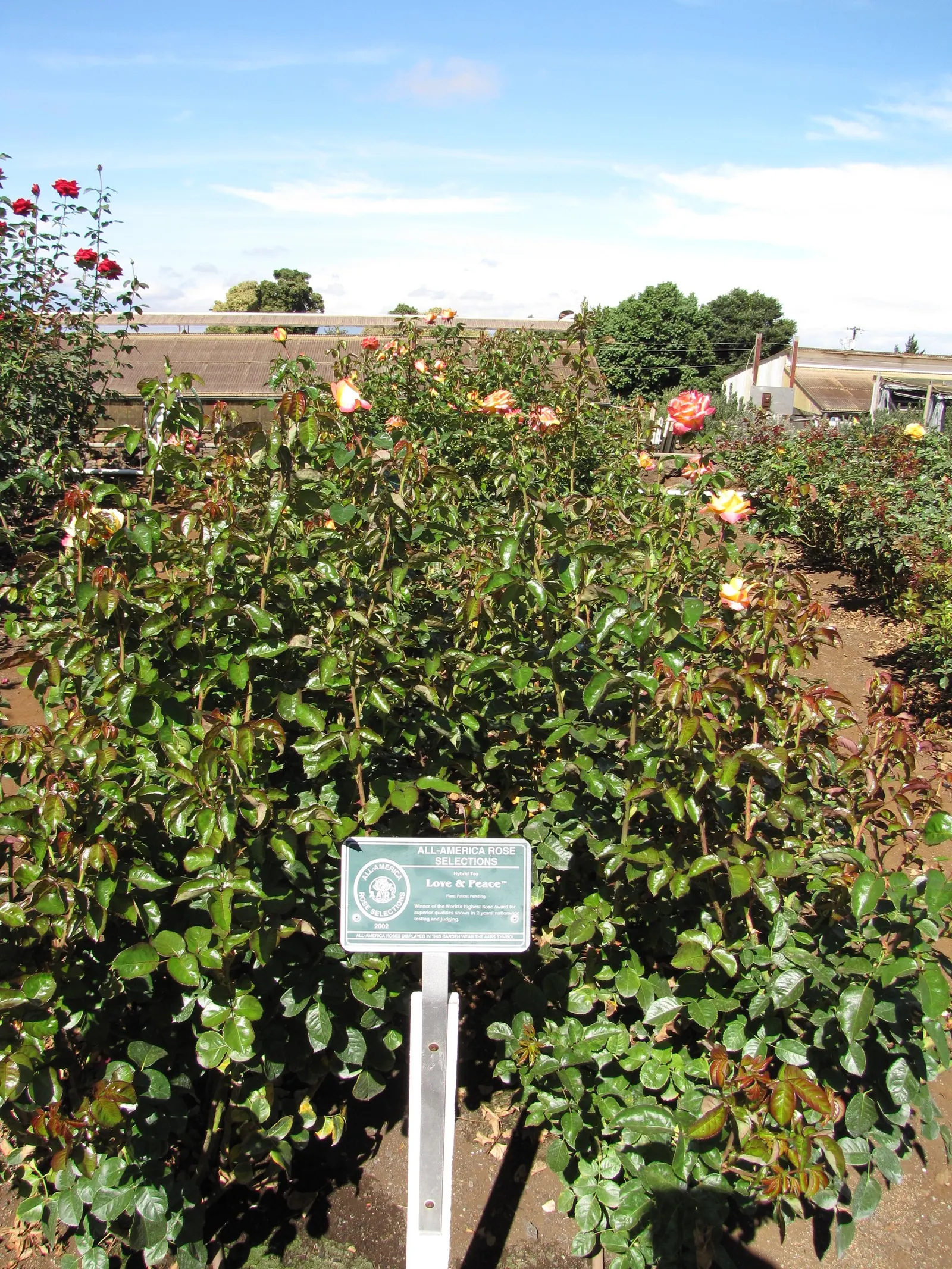 Peace Hybrid Tea Rose (Rosa 'Peace') — As a focal point or part of a mixed border; opulent blooms that can span up to 6 inches across when fully open