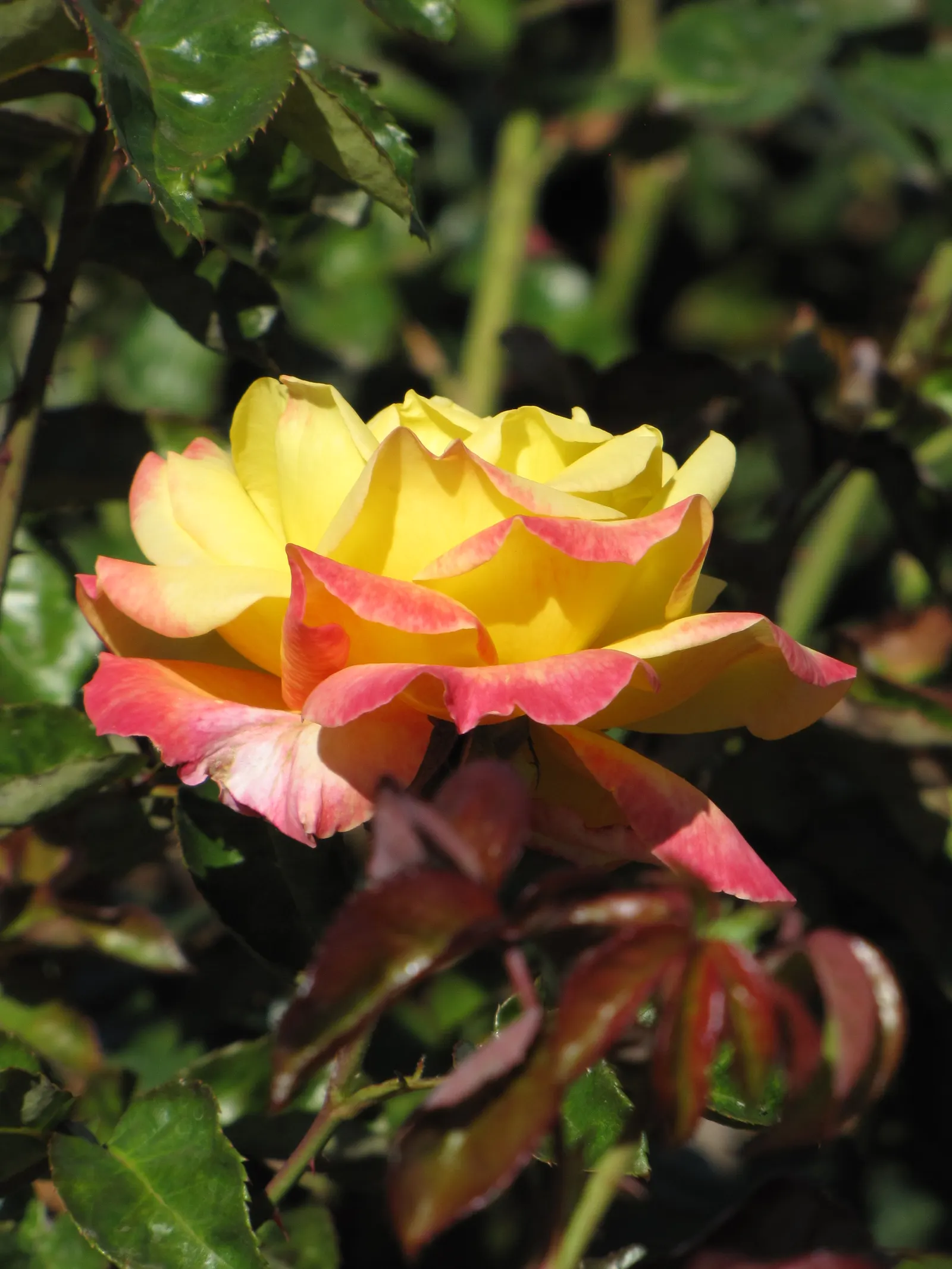 Peace Hybrid Tea Rose (Rosa 'Peace') — fragrant flowers and lush; sweet fragrance.<br><br>Ideal for USDA hardiness zones 5 through 9, image 59