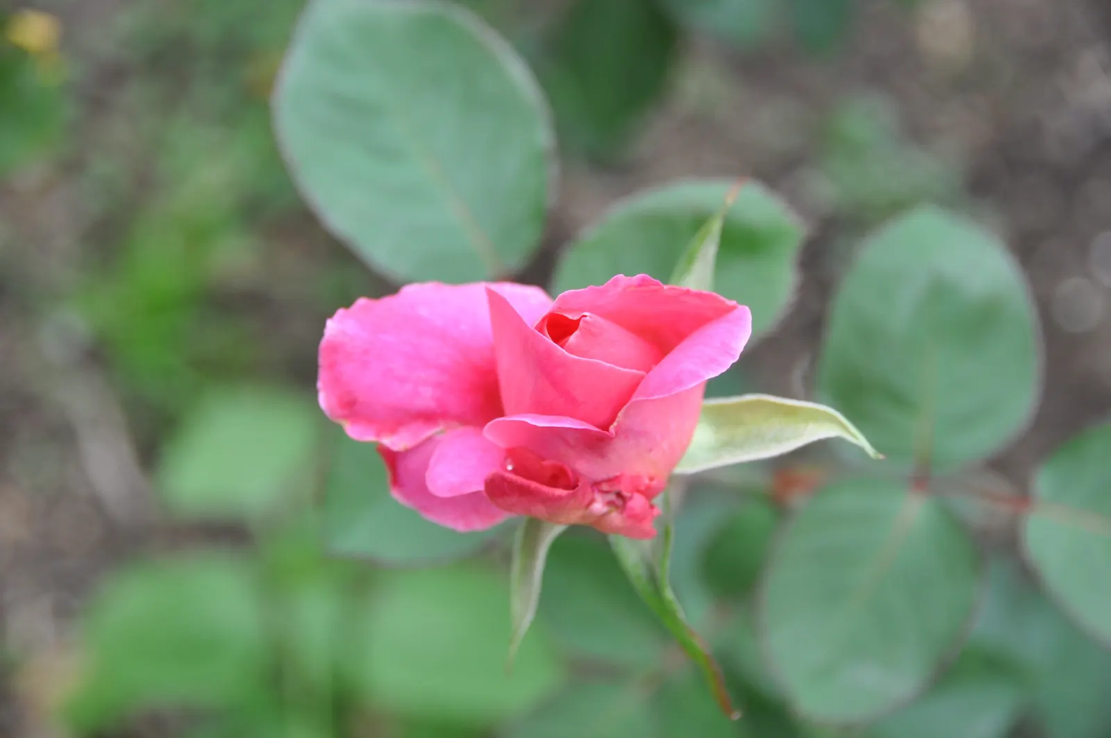Peace Hybrid Tea Rose (Rosa 'Peace') — but it's crucial to avoid overhead irrigation to minimize the risk of foliage diseases; while also providing, image 80
