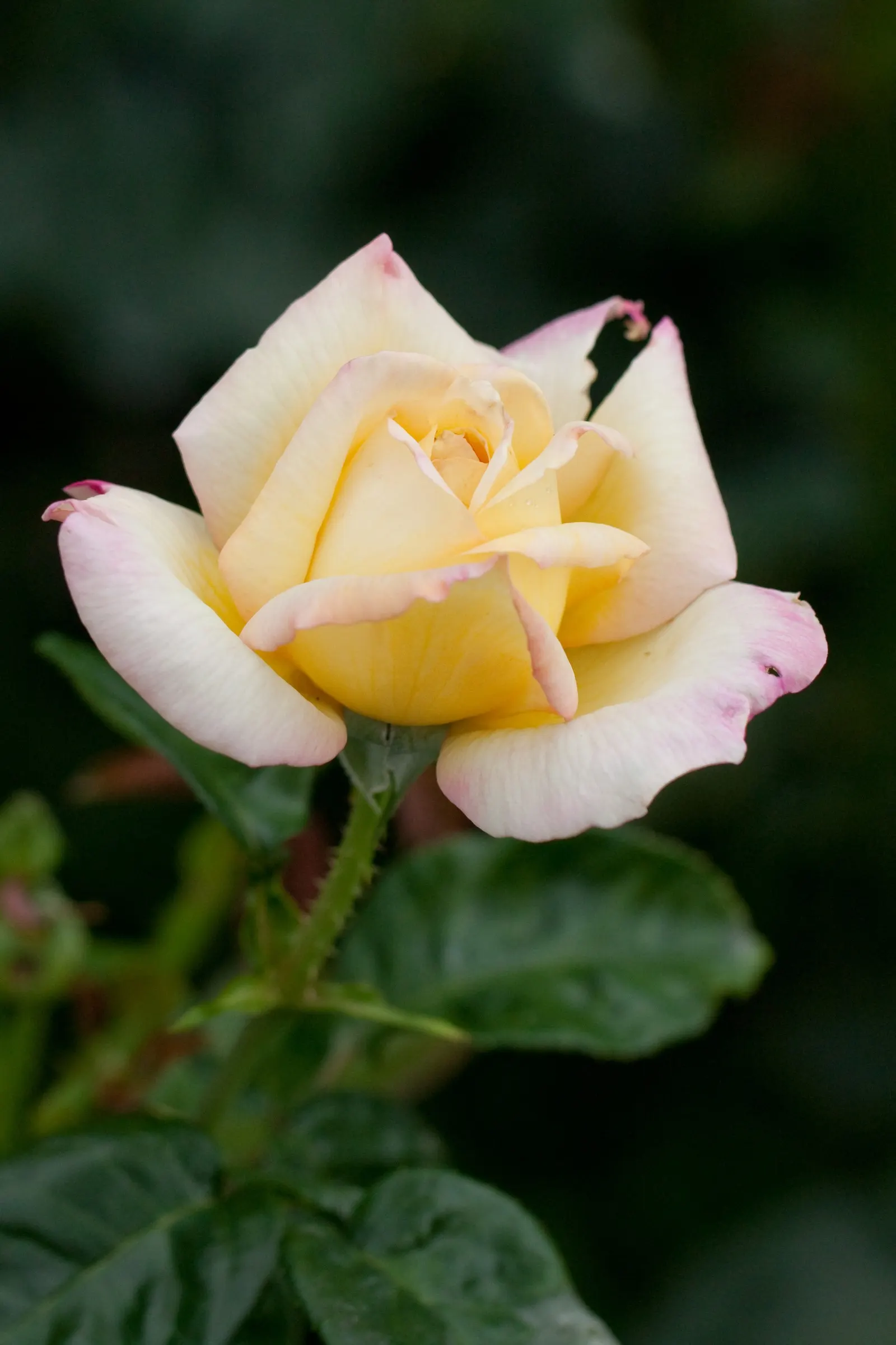 Peace Hybrid Tea Rose (Rosa 'Peace') — It reaches about 4-6 feet in height with a spread of up to 4 feet