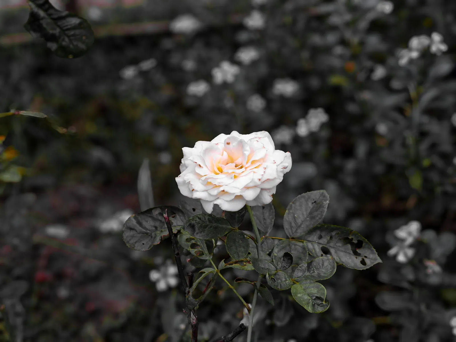 Peace Hybrid Tea Rose (Rosa 'Peace') — This prestigious rose cultivar; this rose thrives in USDA hardiness zones 5-9