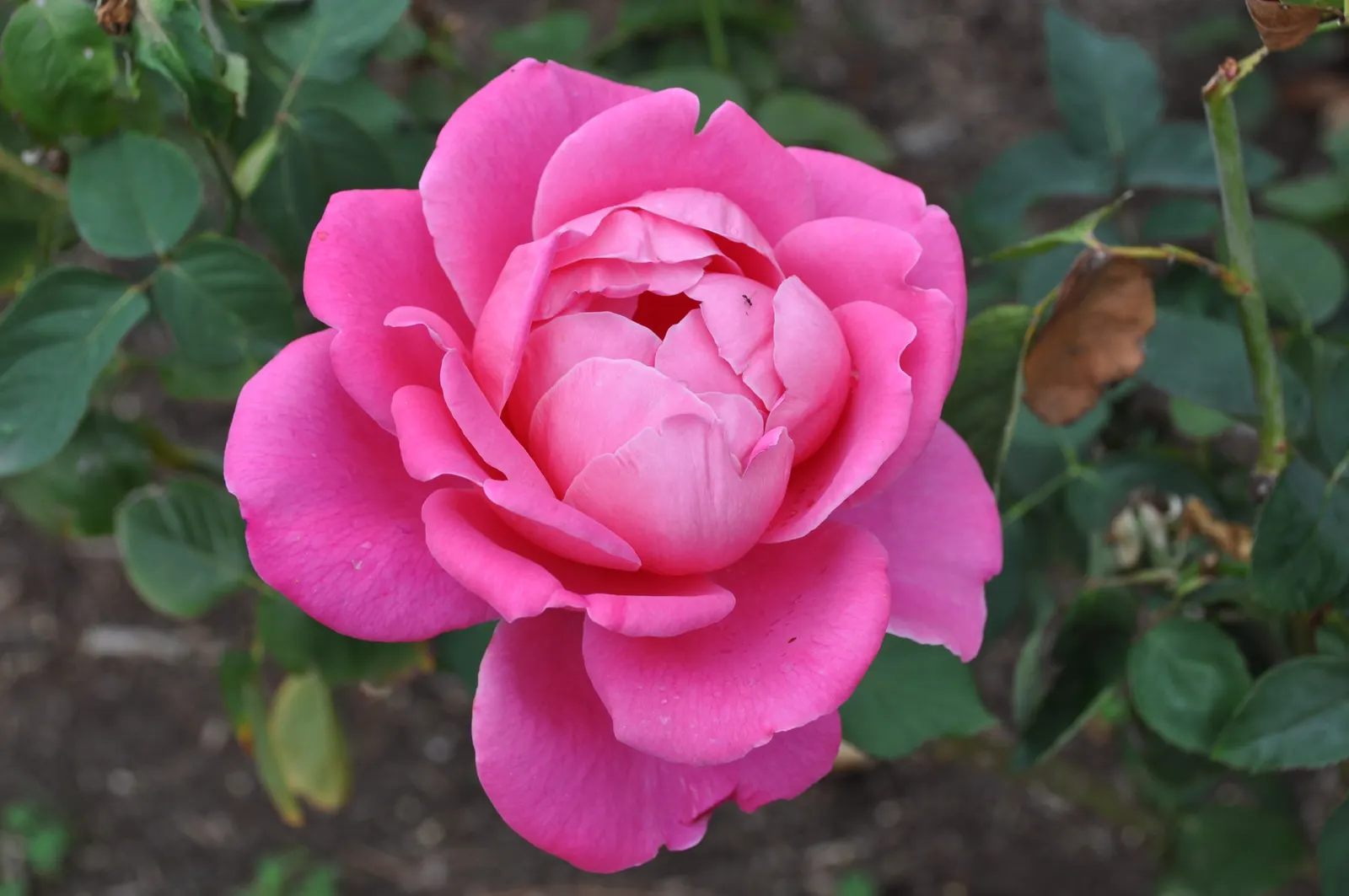 Peace Hybrid Tea Rose (Rosa 'Peace') — softly ruffled blooms having creamy yellow petals edged in pink; this rose thrives in USDA hardiness zones, image 85