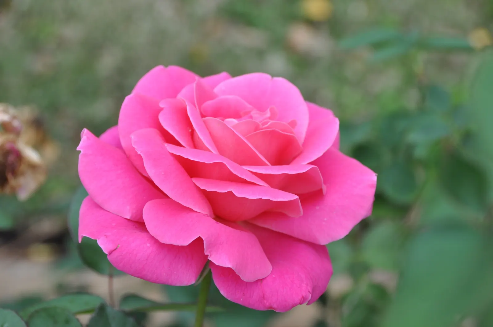 Peace Hybrid Tea Rose (Rosa 'Peace') — while also providing a historical nod to its symbolic representation of hope and renewal post World War II, image 109